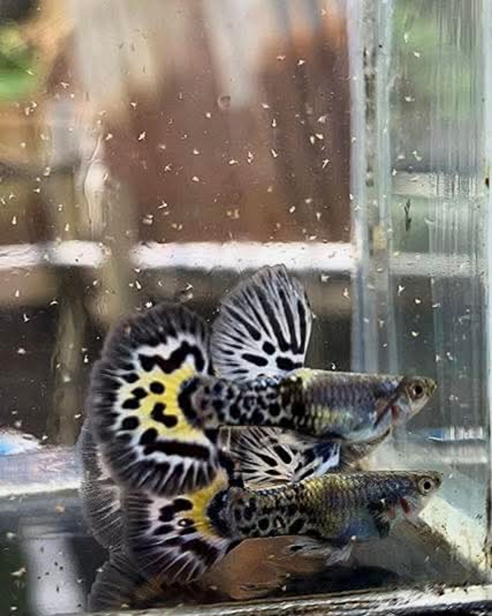 Higher Cared guppy plat blue mosaic