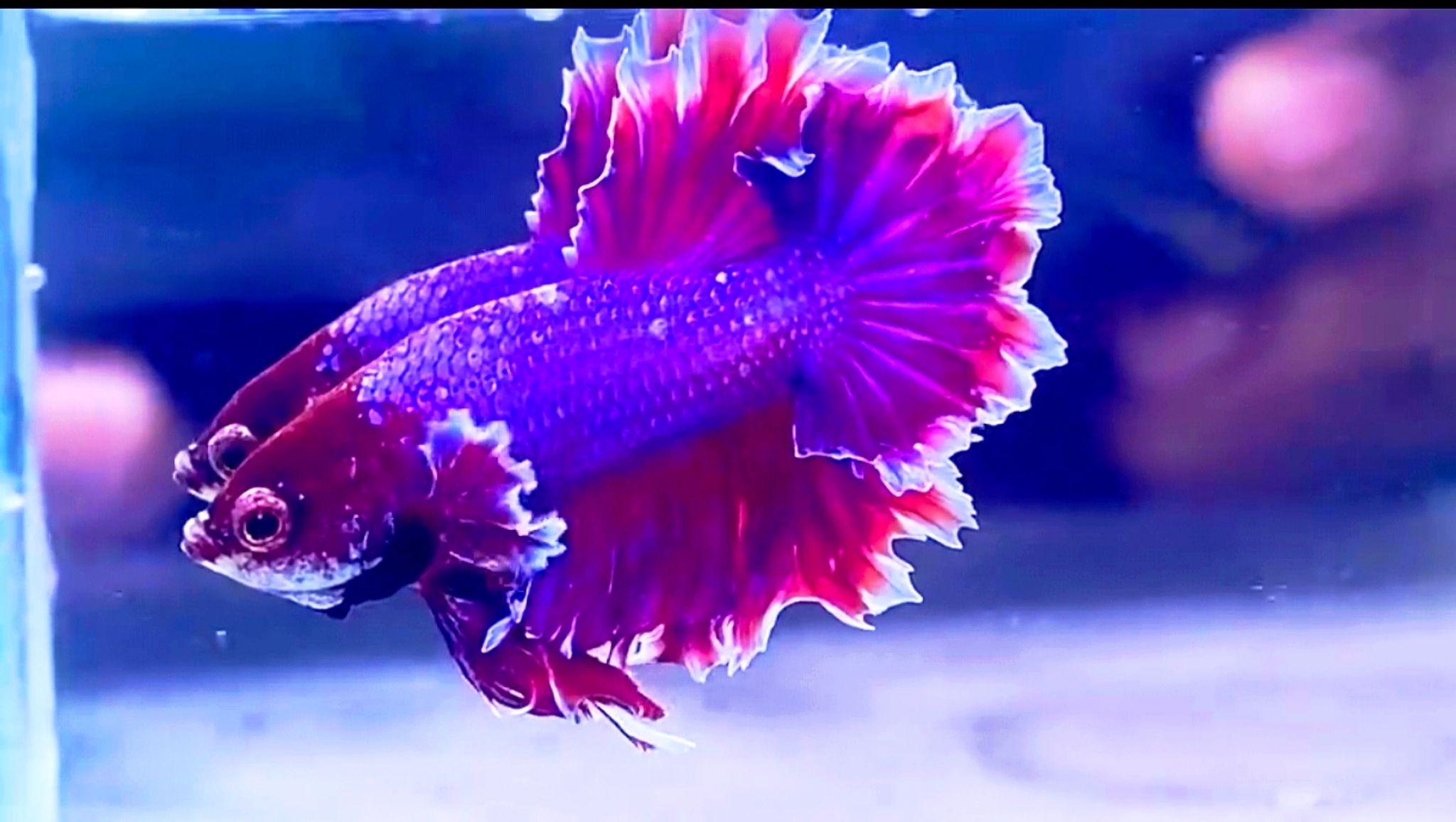Higher Care king fhearthal lavender