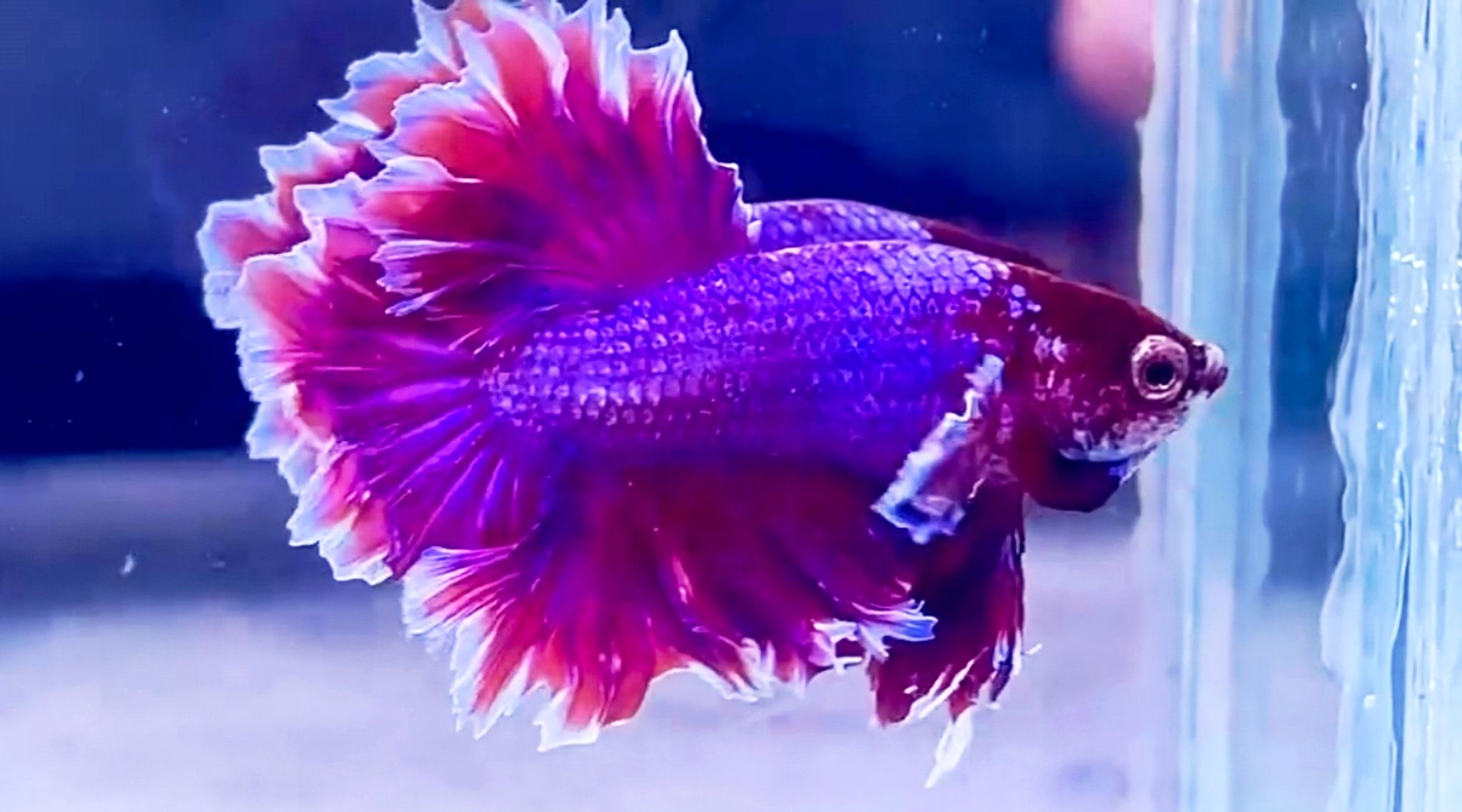 Higher Care king fhearthal lavender