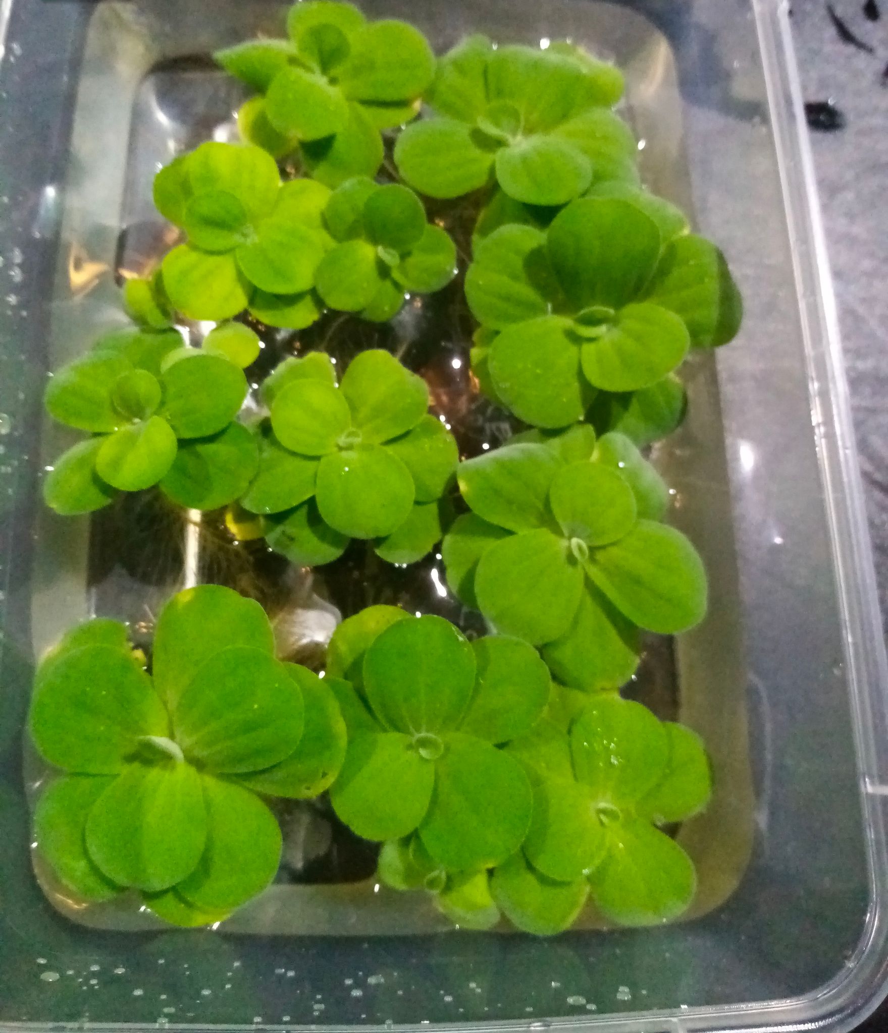1 tub (10 lettuces) for $3. Healthy organic dwarf water lettuces.