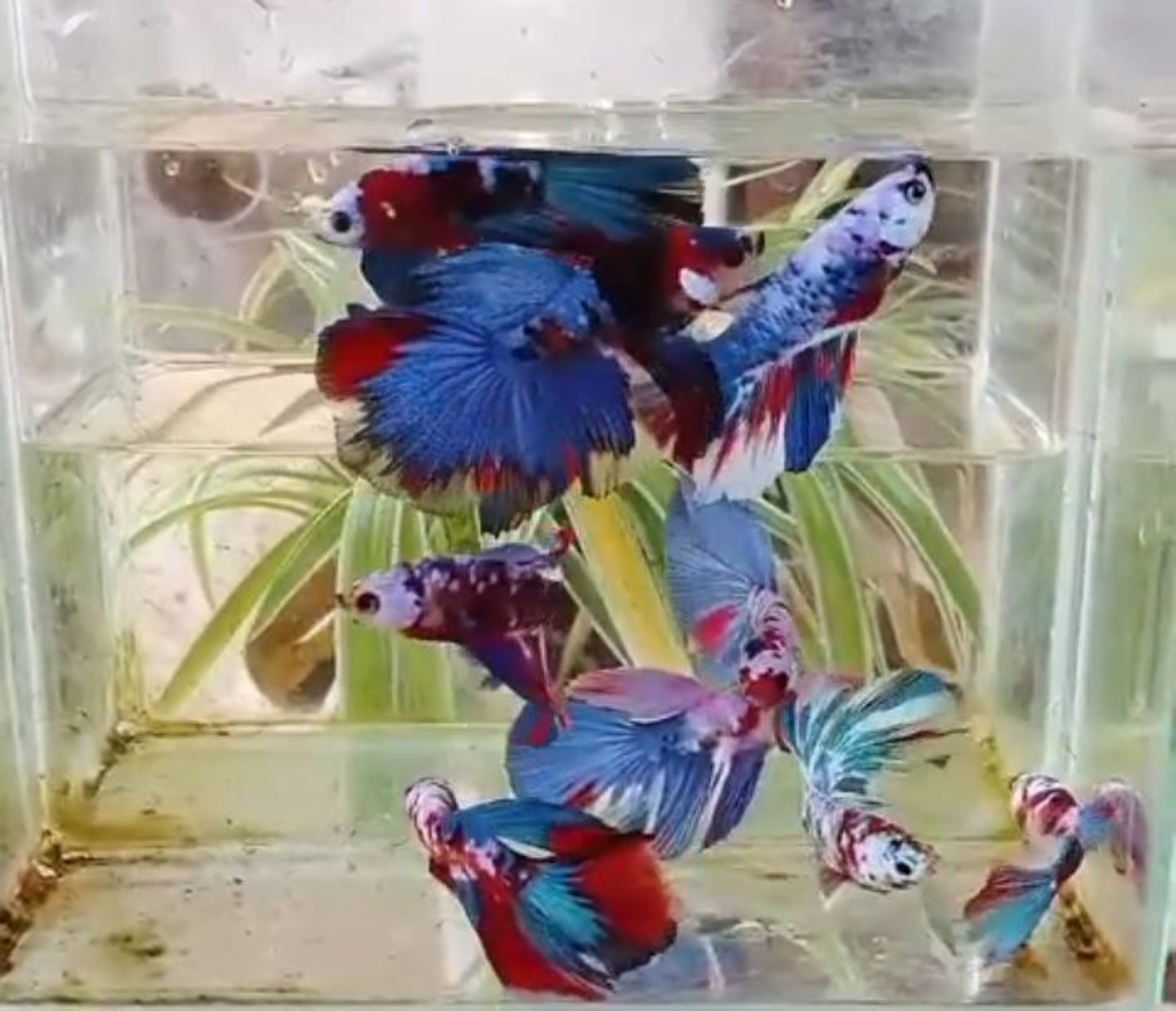 10 Halfmoon koi galaxi