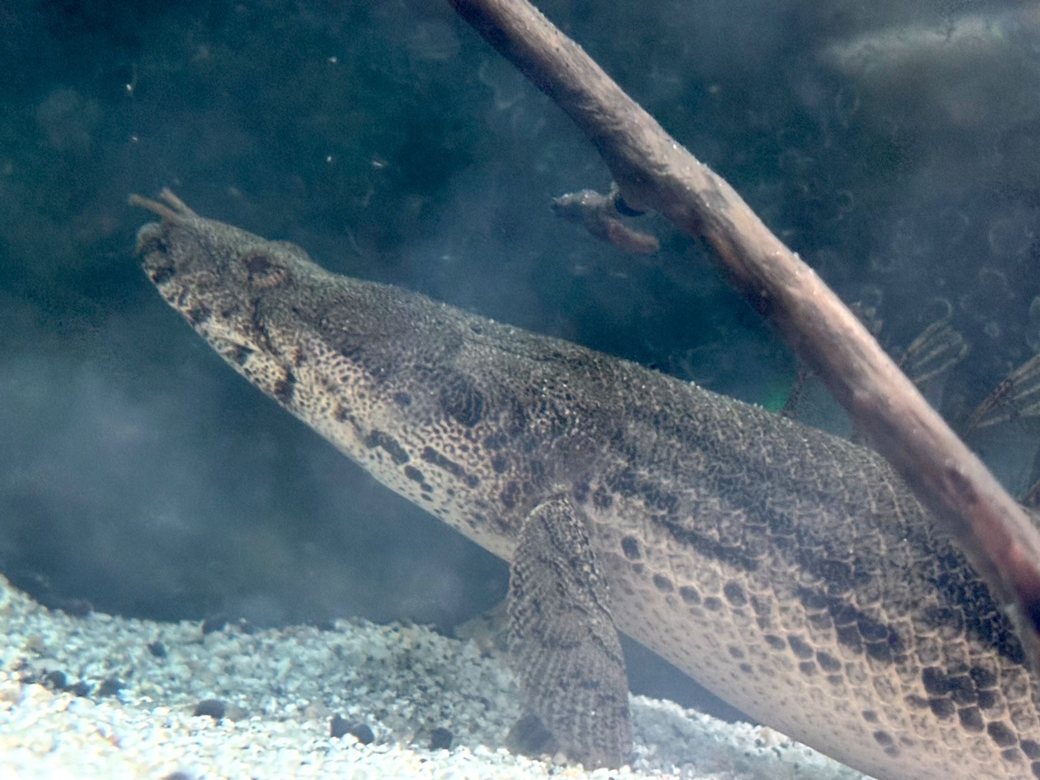 12-14in Bichir