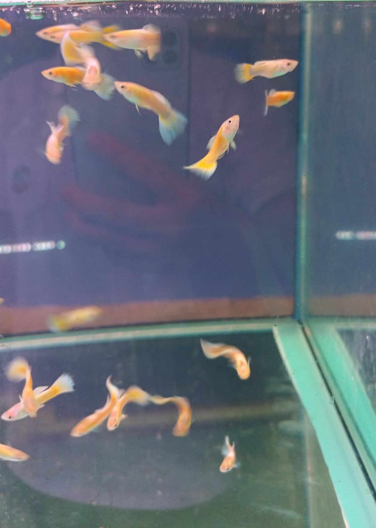 24K Full Gold Guppy Male