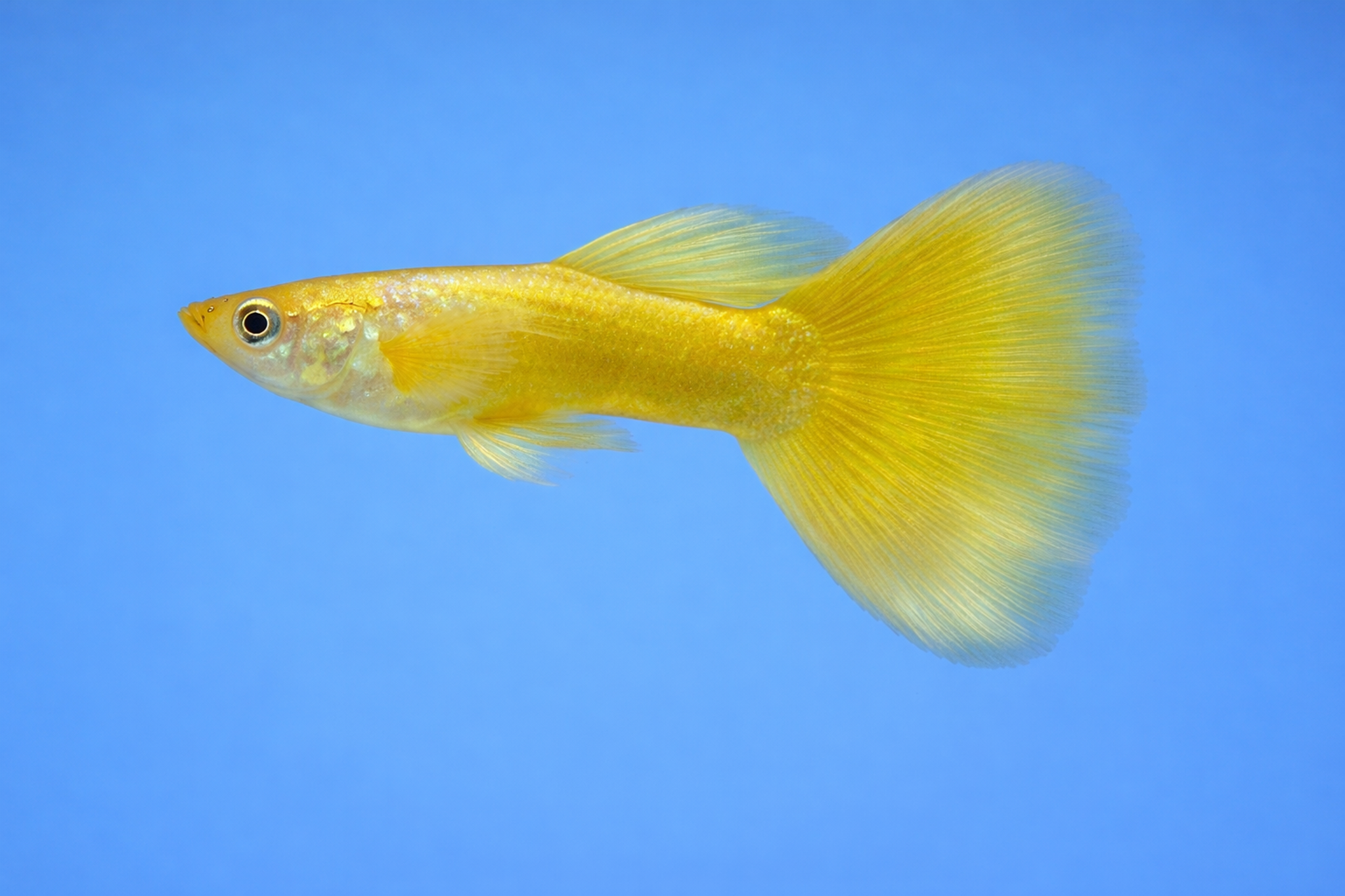 24K Full Gold Guppy Male