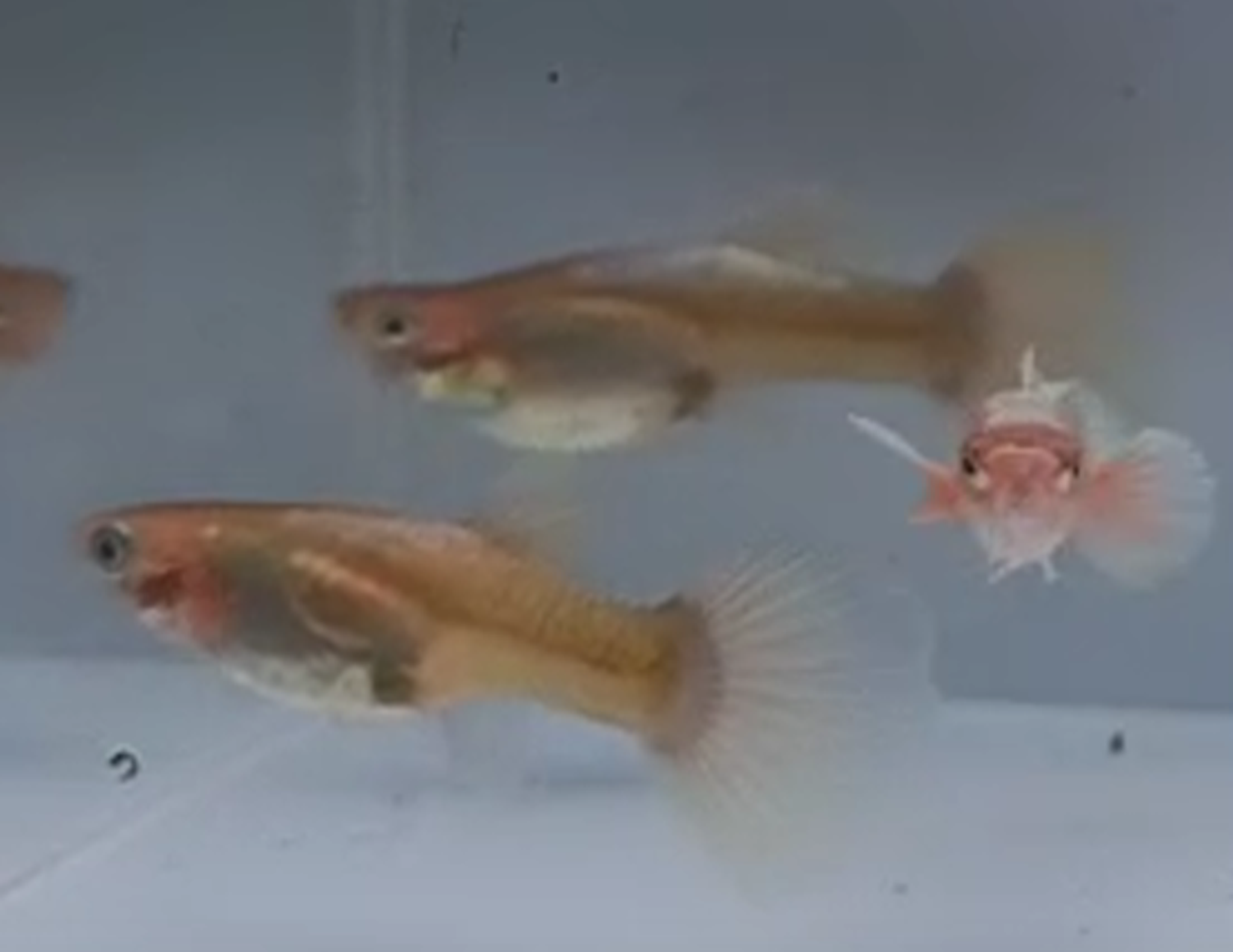 24k golden guppy pair (Vietnam import)
