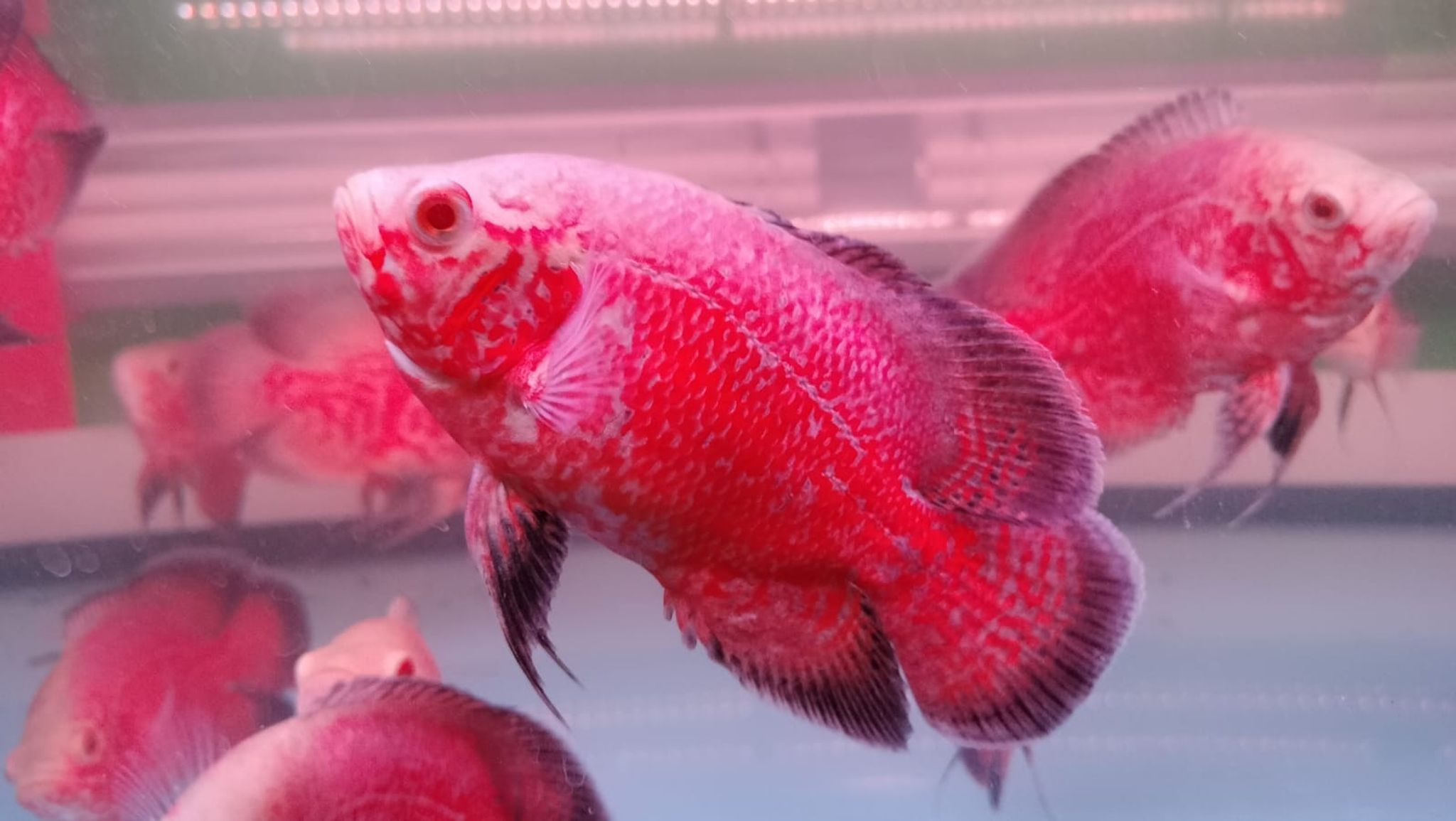 5 Inch Chili Red Taiwan