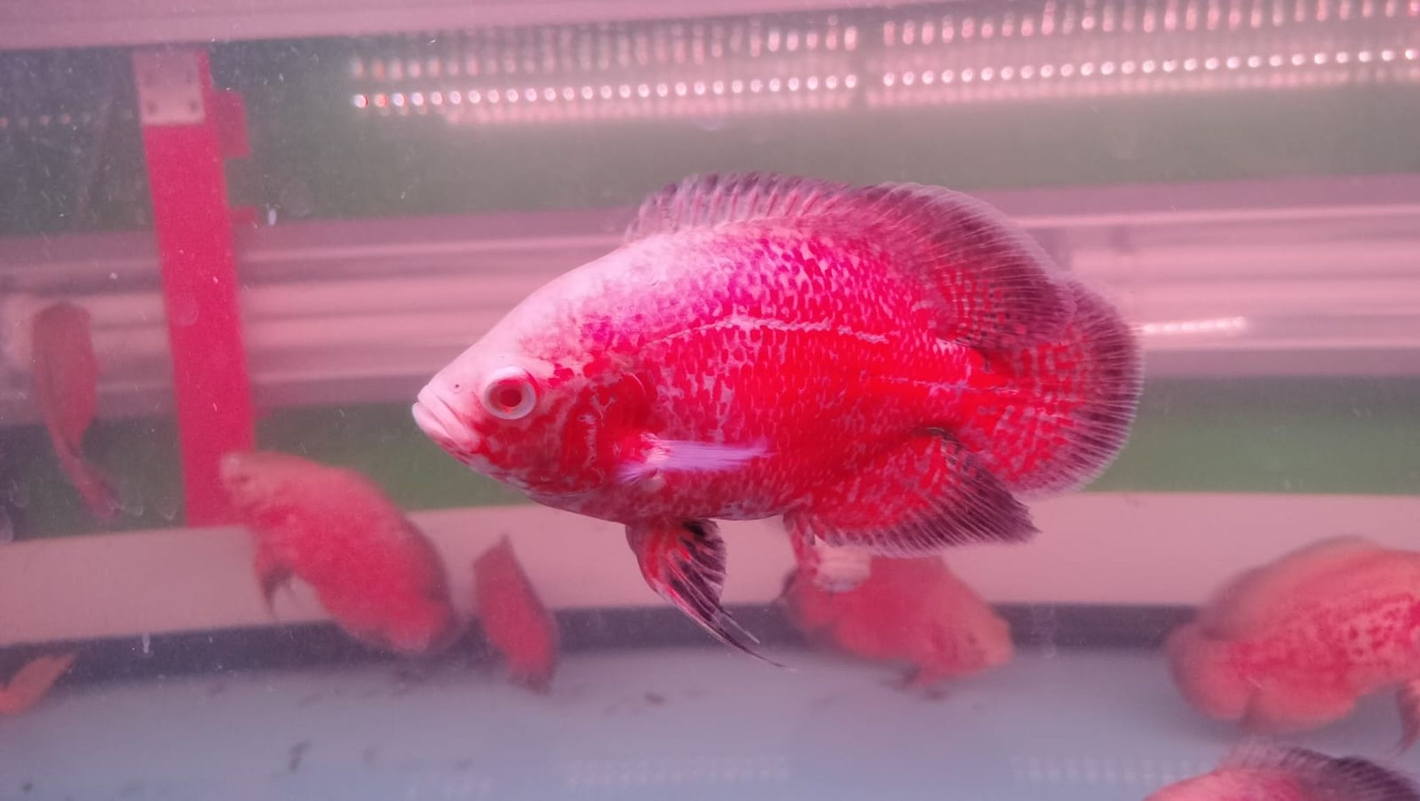 5 Inch Chili Red Taiwan