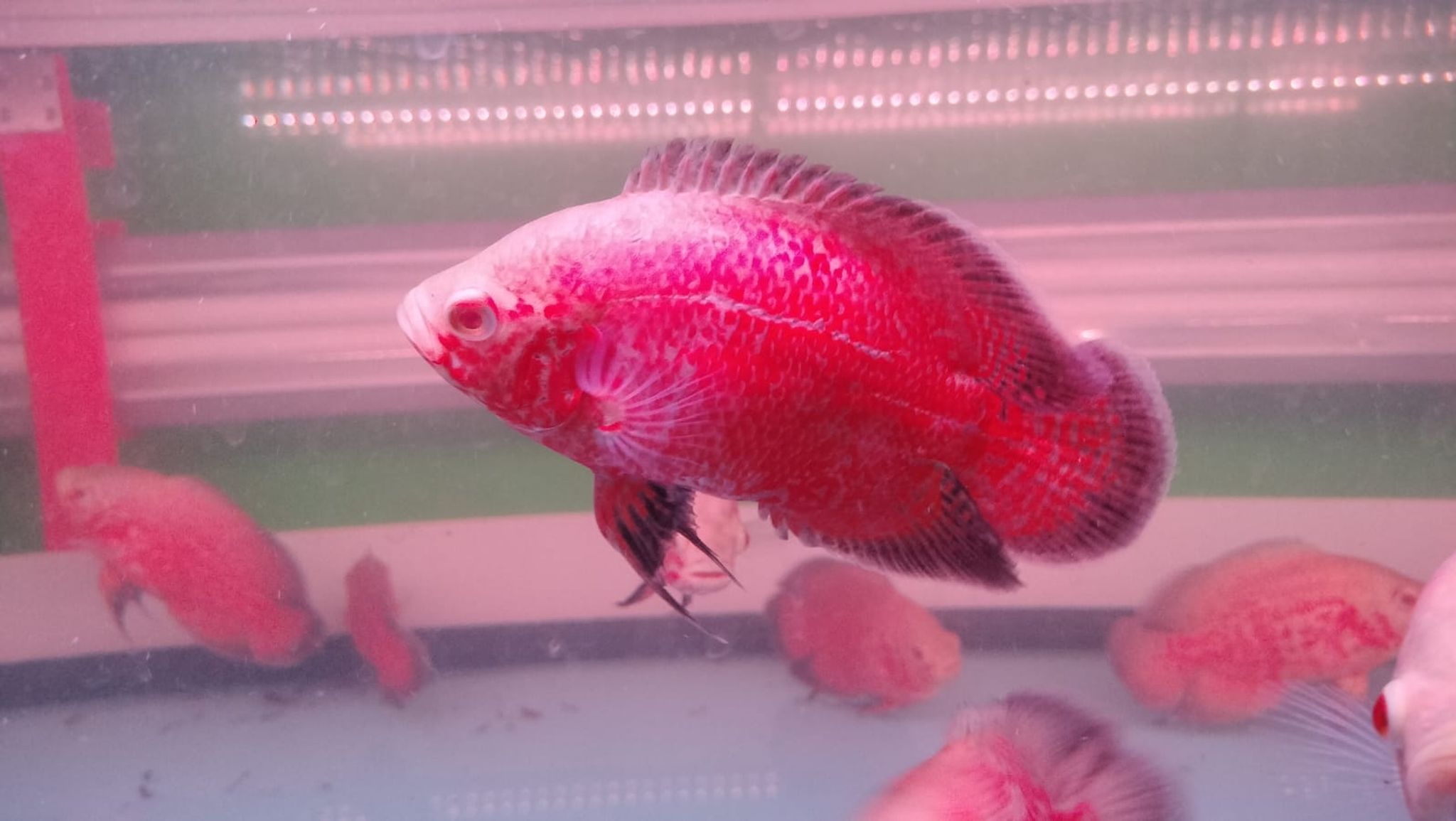 5 Inch Chili Red Taiwan