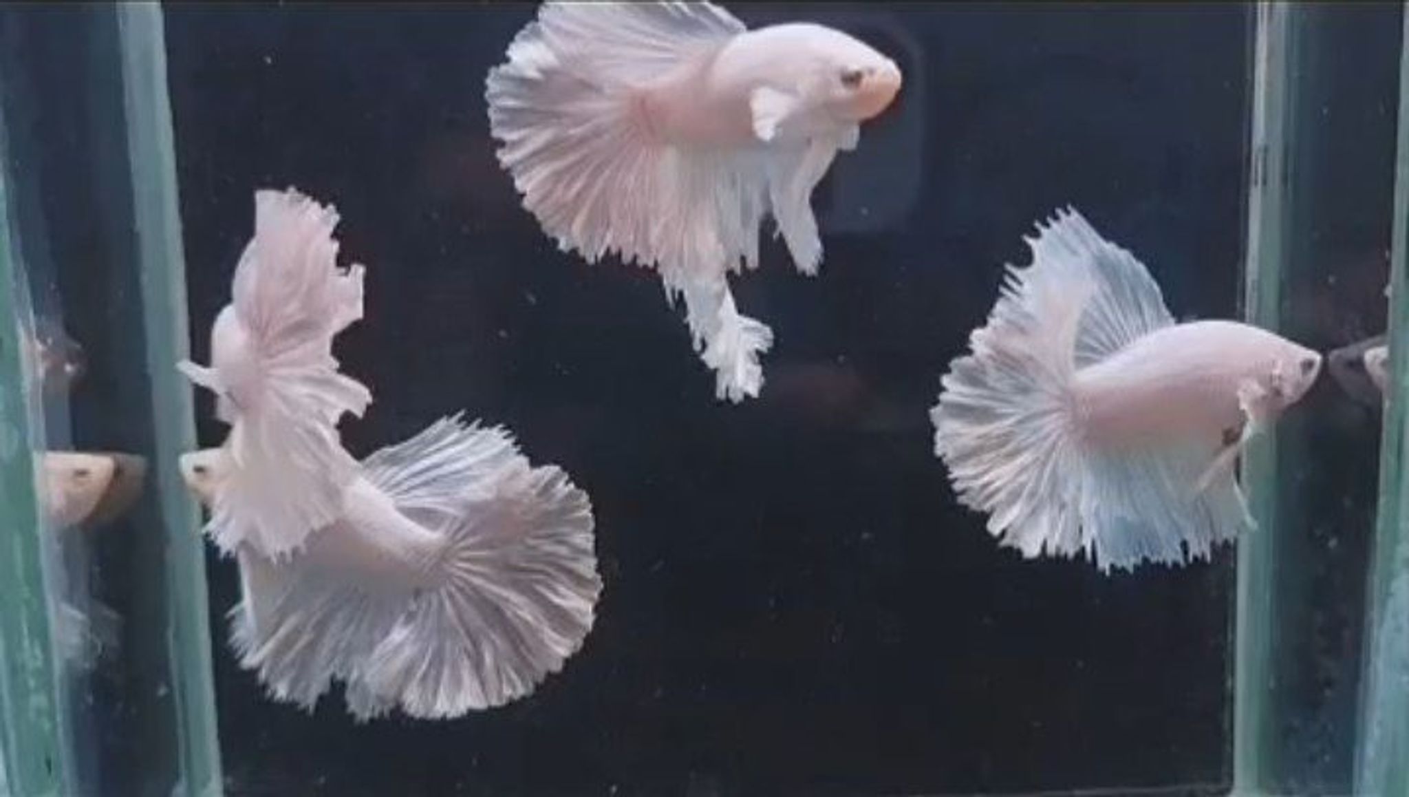 5 male halfmoon rosetail white platinum