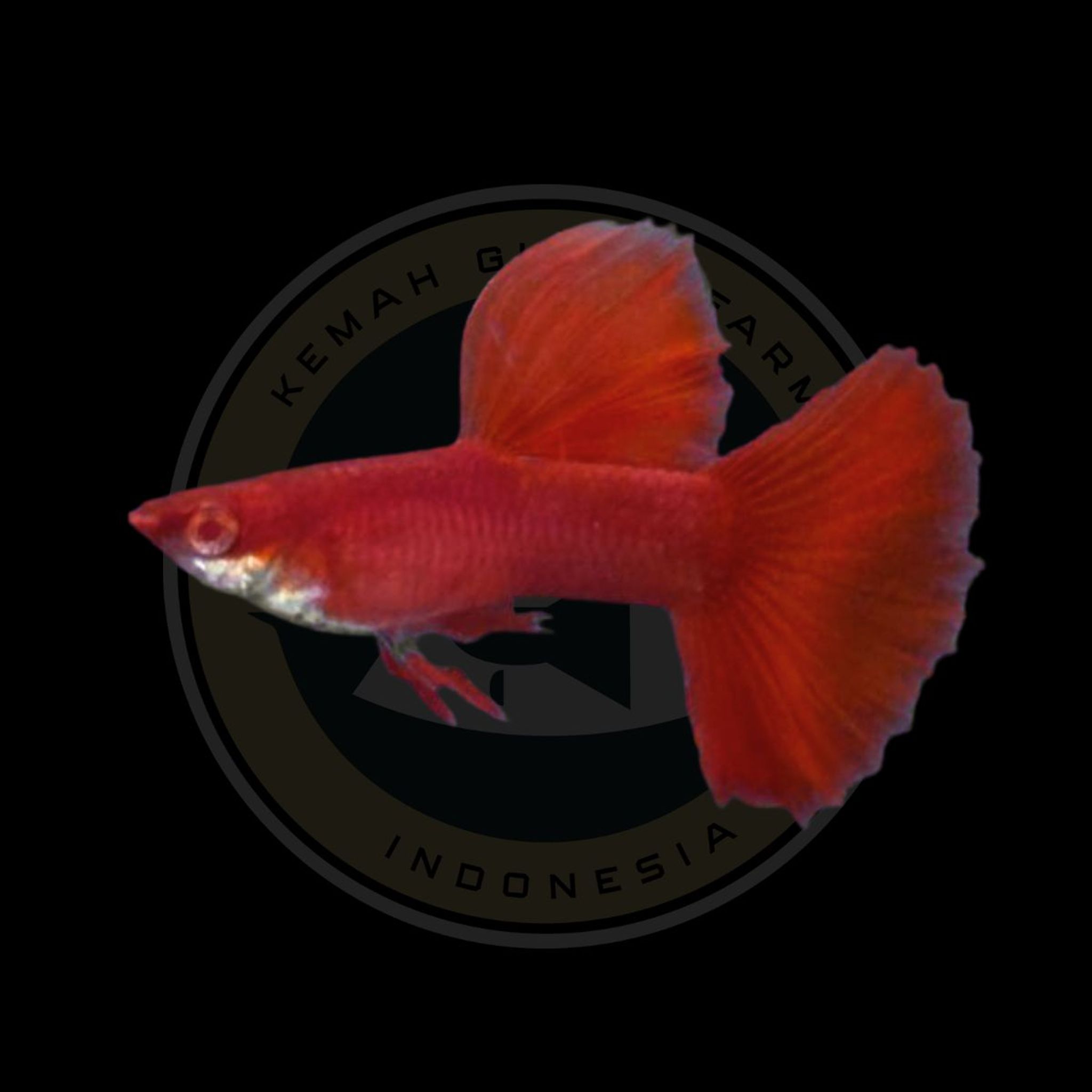 GUPPY AFR BIG DORSAL (ALBINO FULL RED)