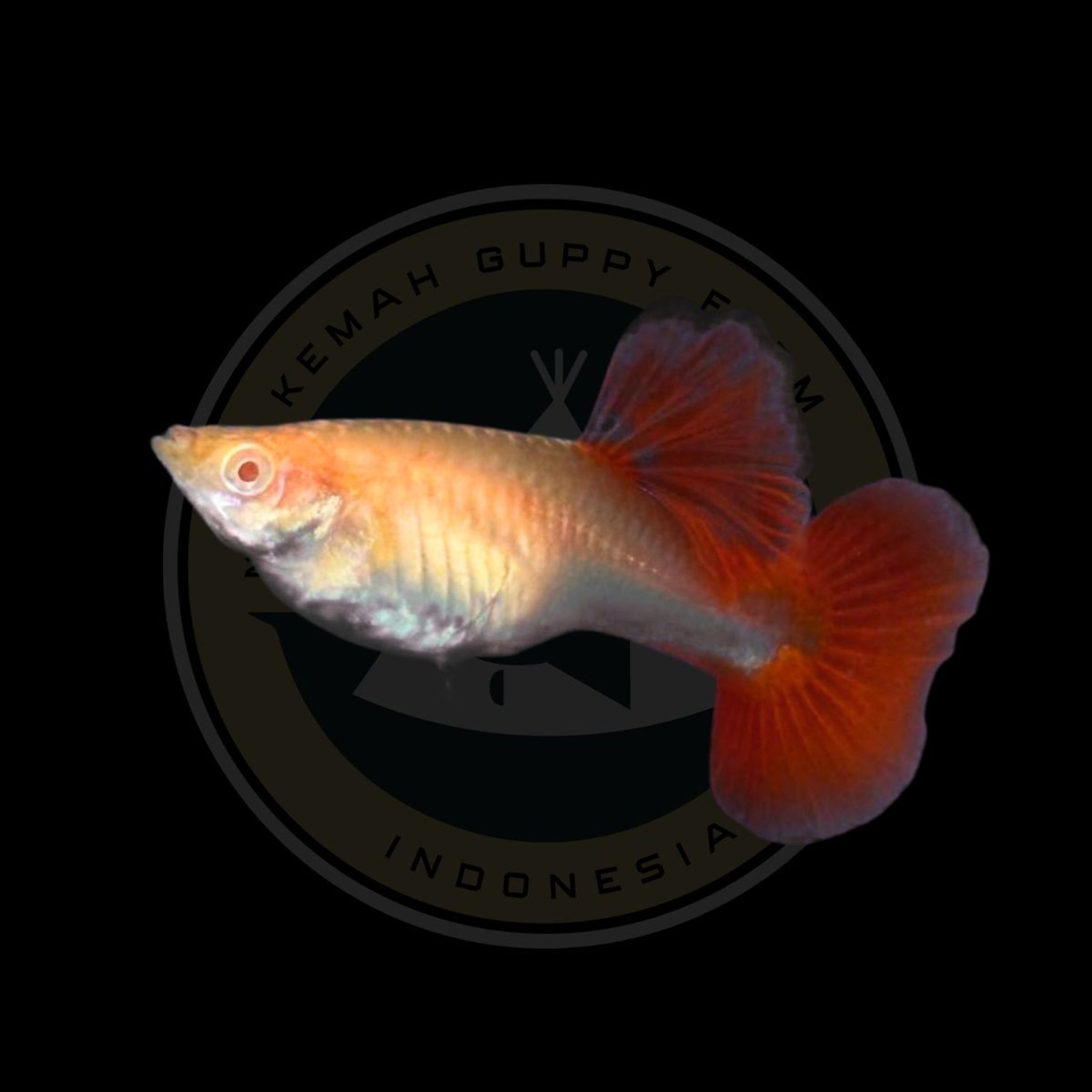 GUPPY AFR BIG DORSAL (ALBINO FULL RED)