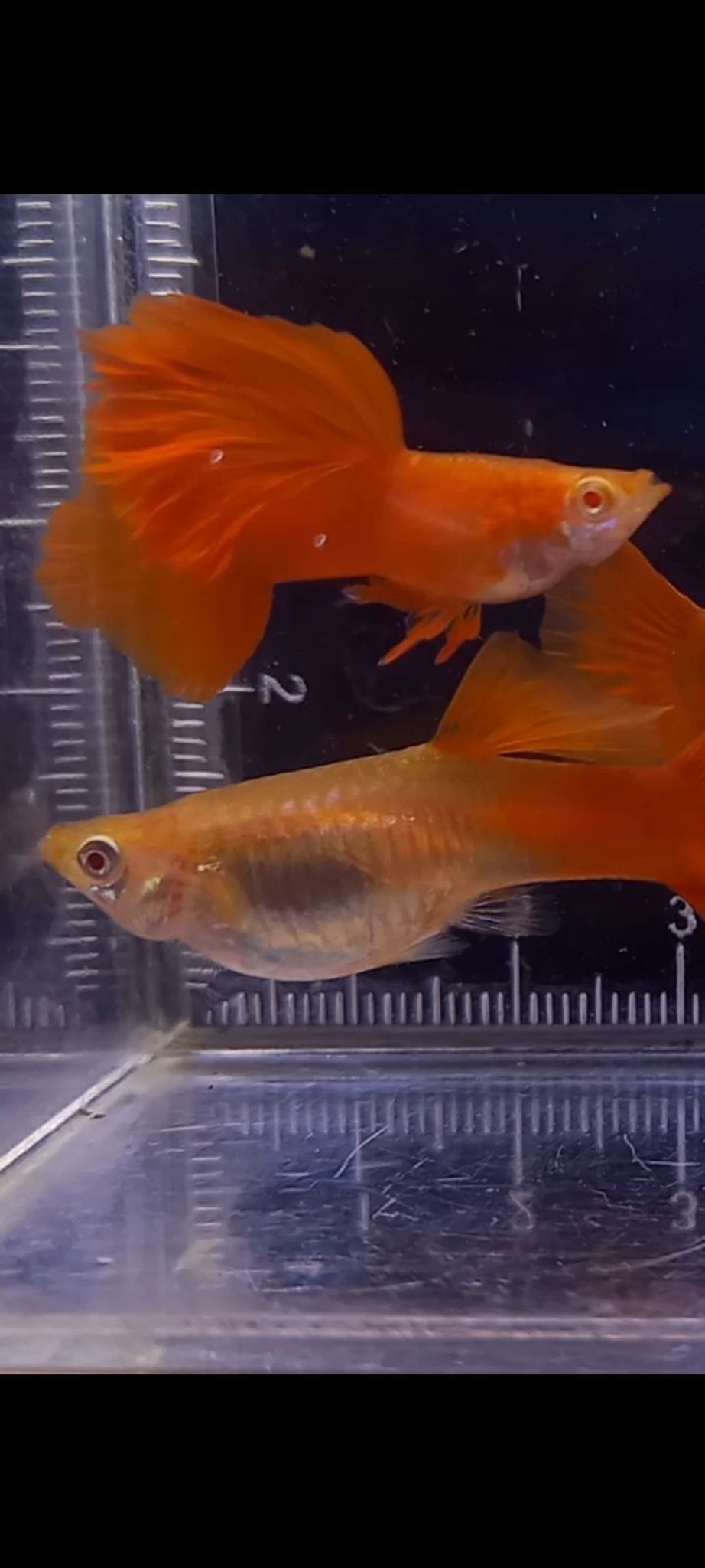 AFR MEGA DORSAL