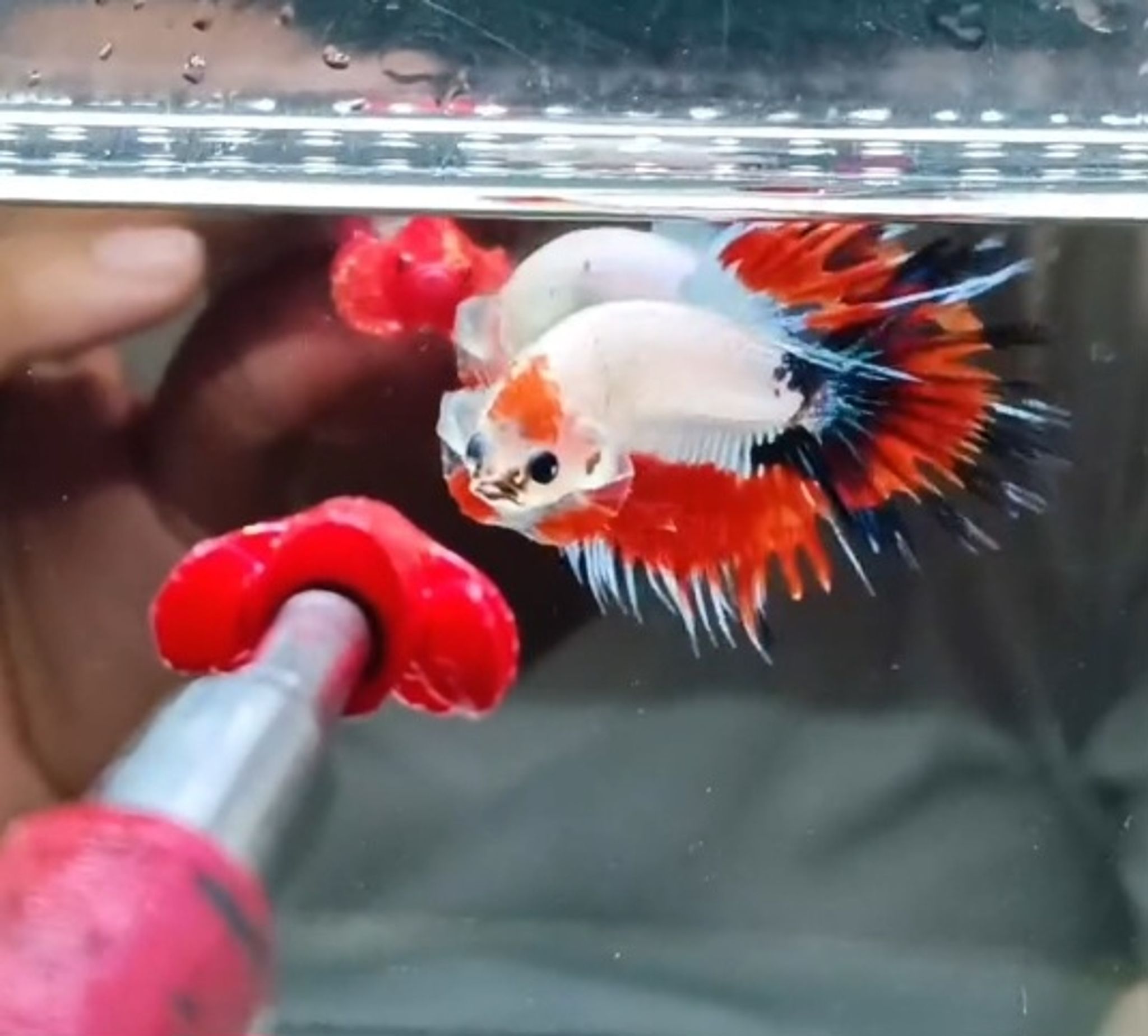 AOC Crowntail