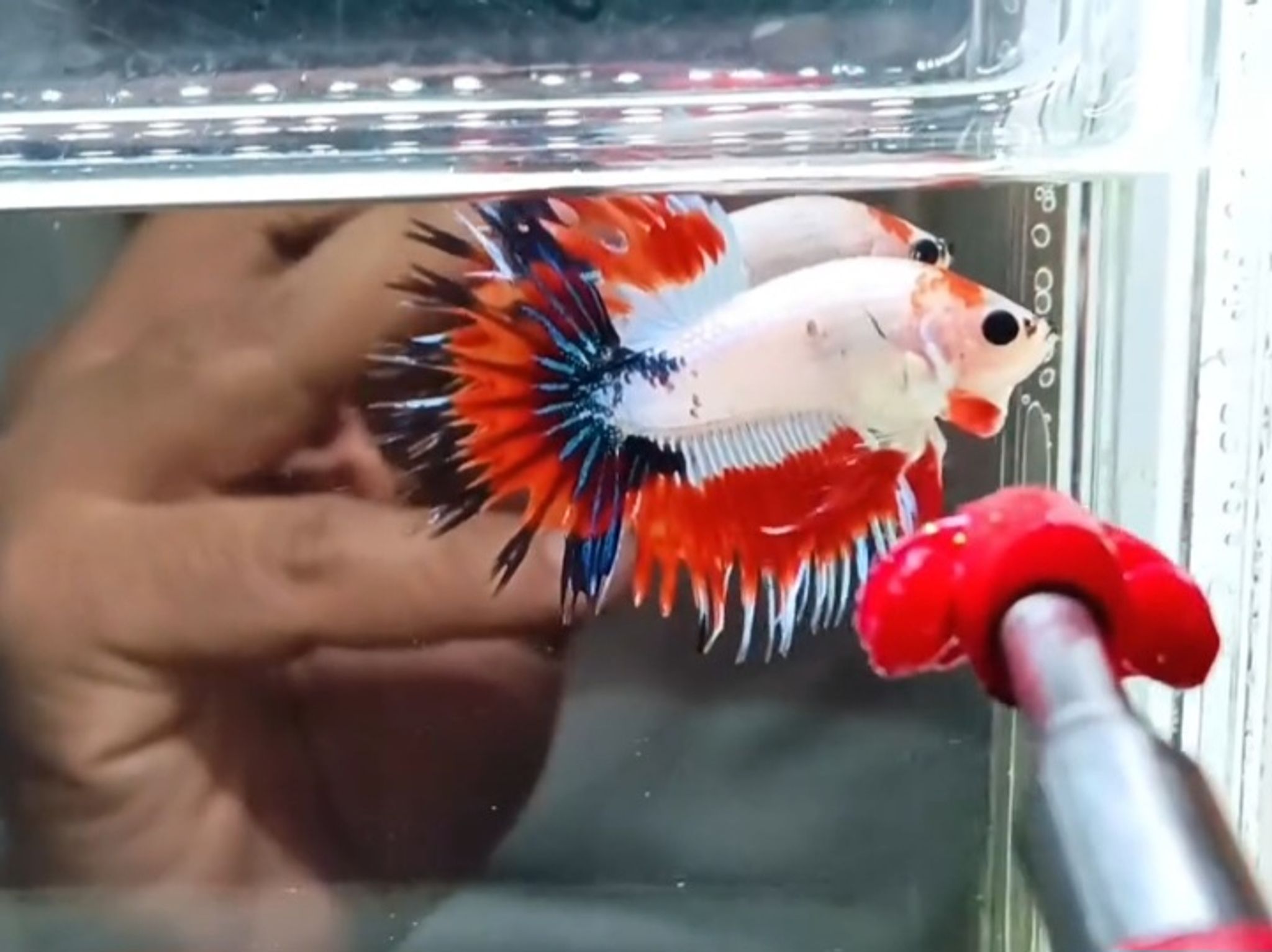 AOC Crowntail