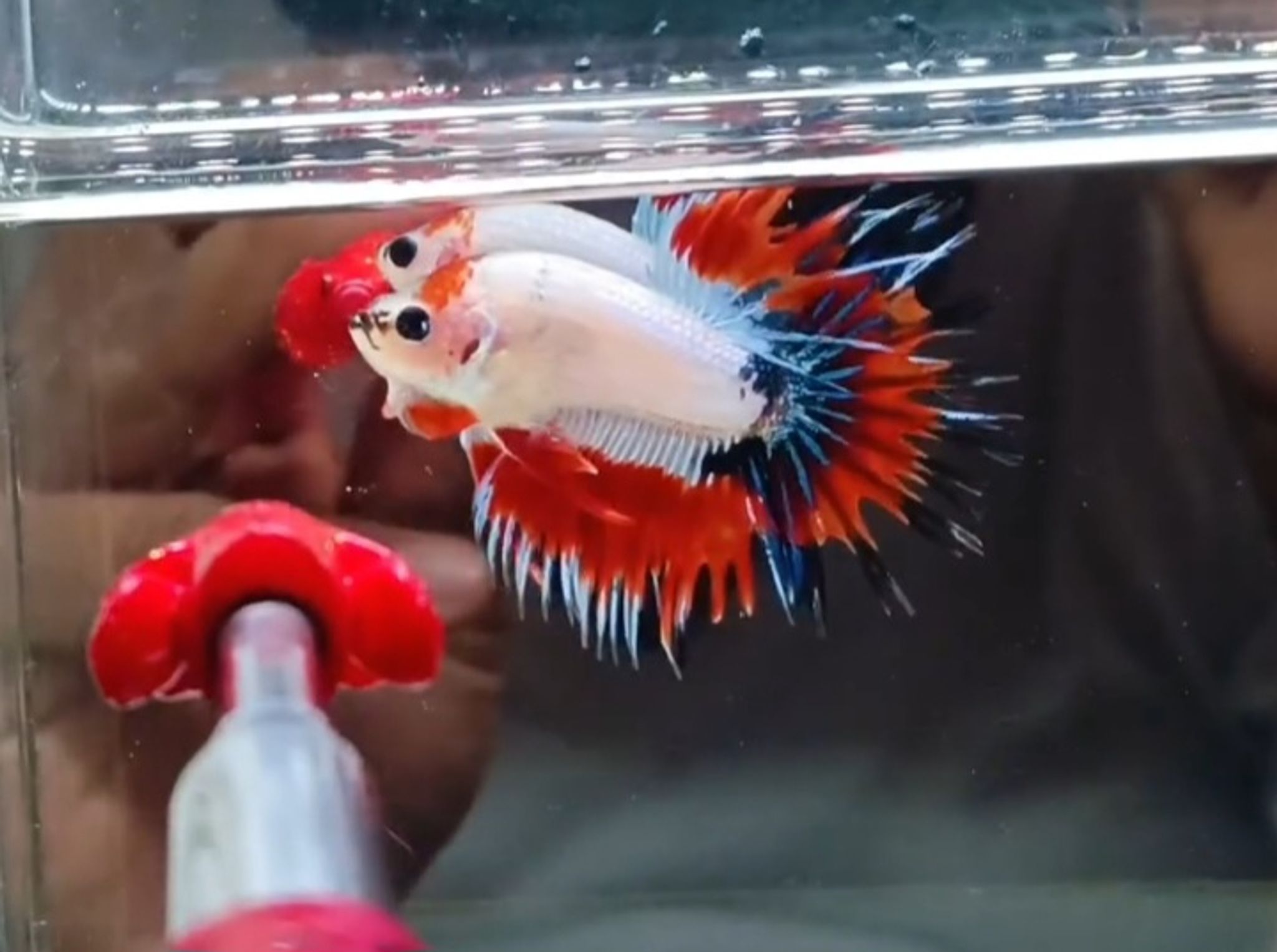 AOC Crowntail