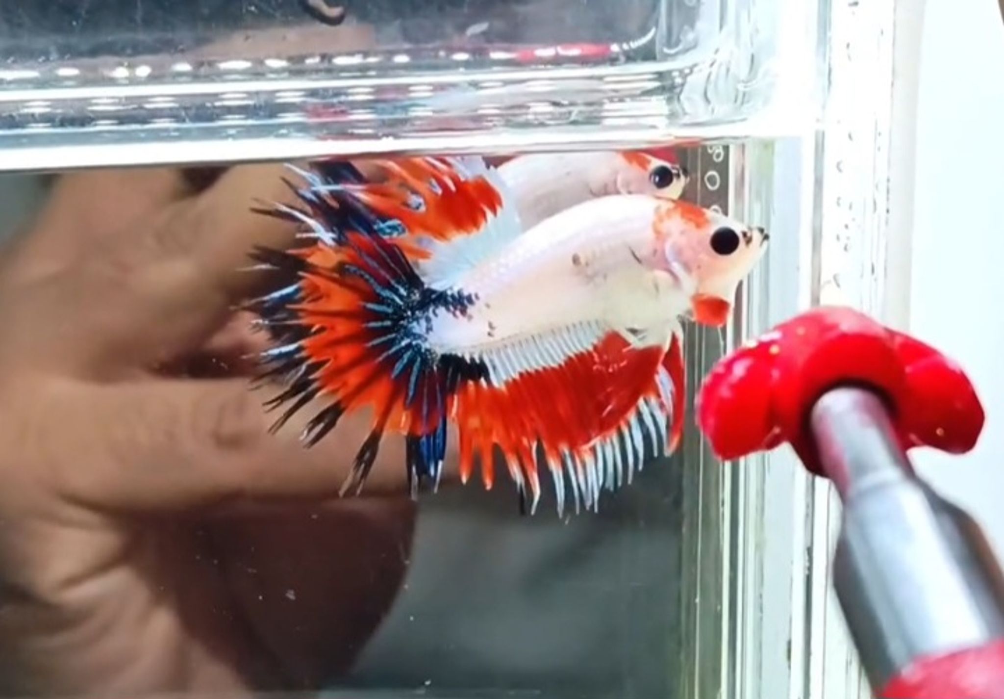 AOC Crowntail