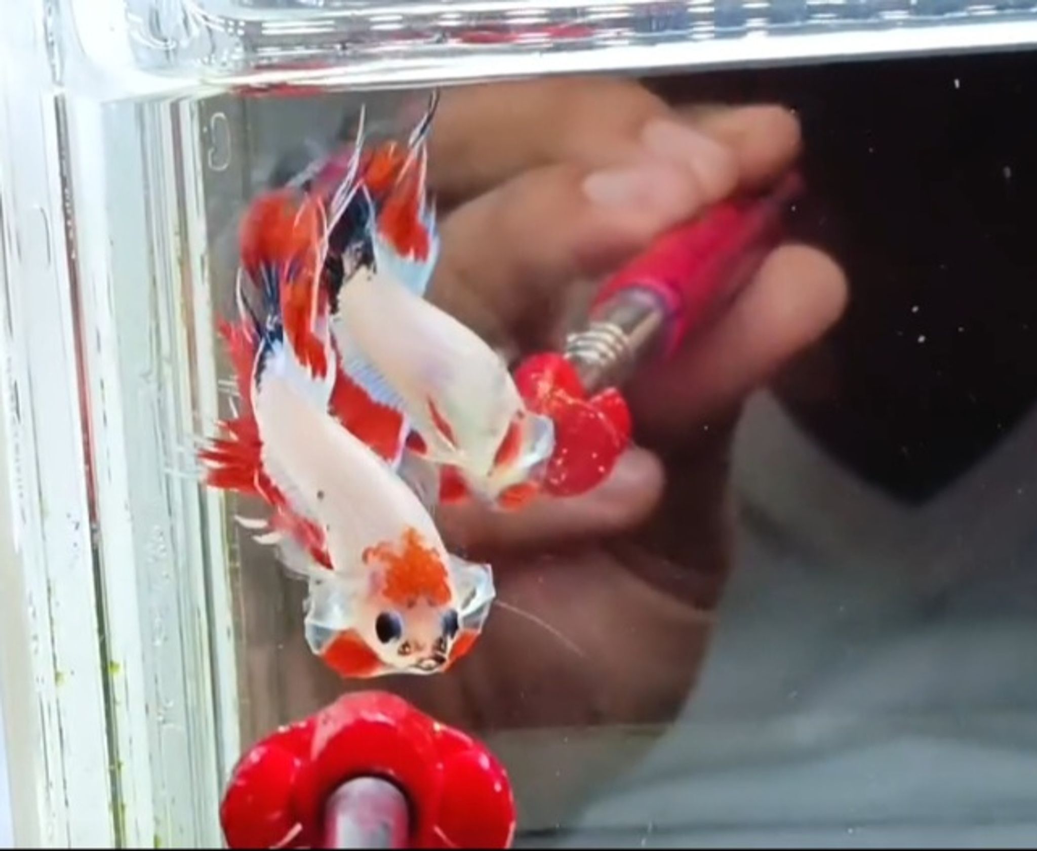 AOC Crowntail