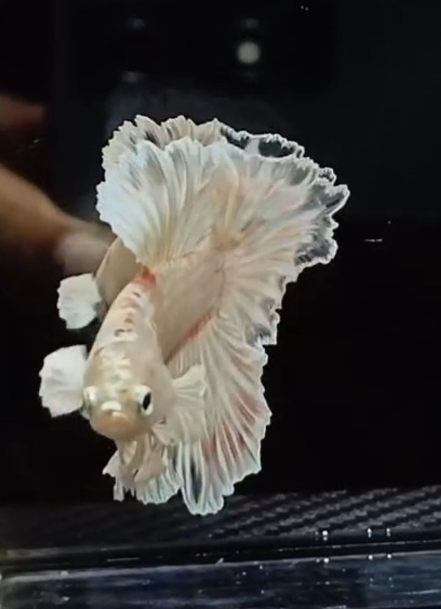 AOC Lace(RARE)