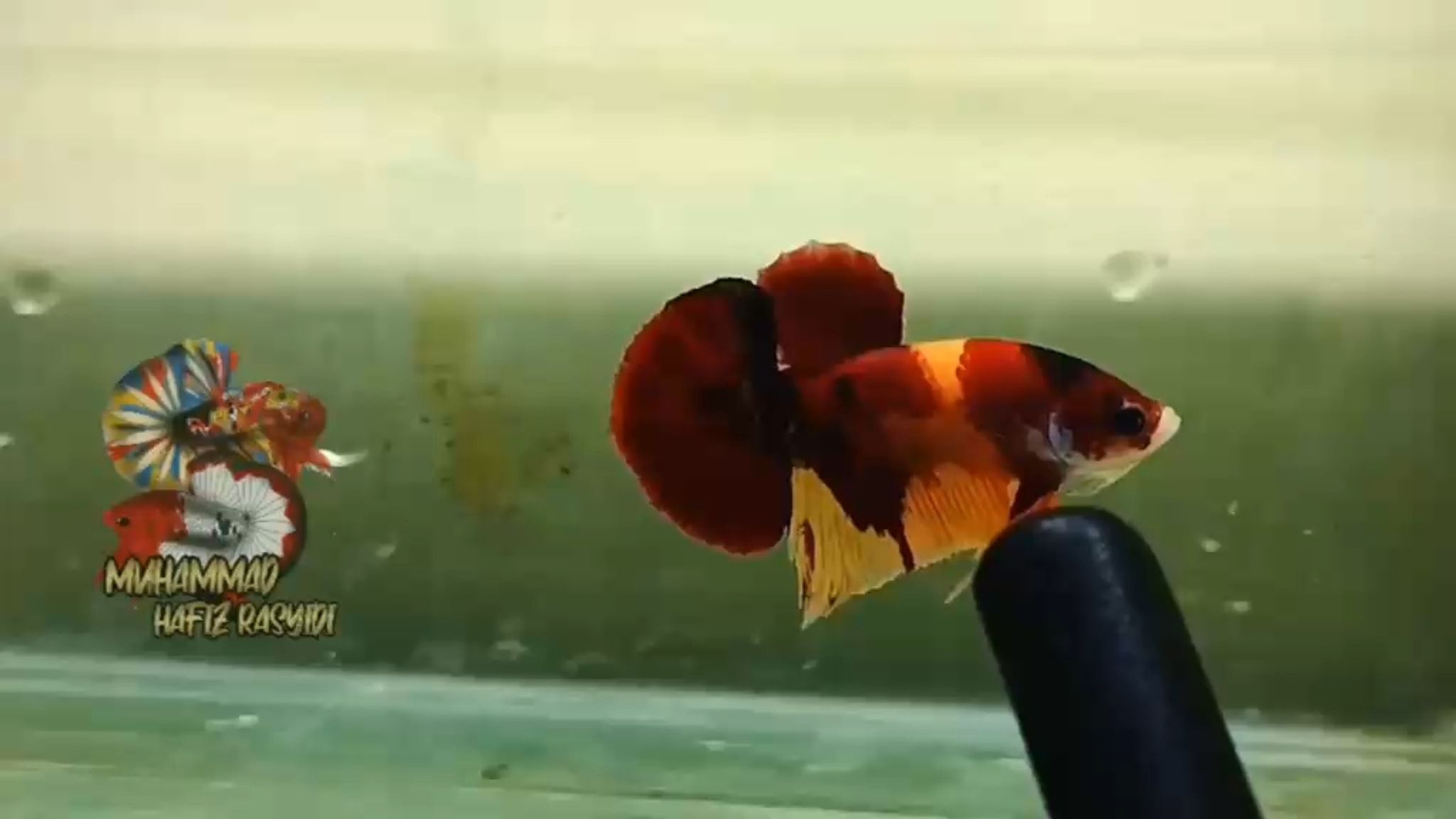 AOC