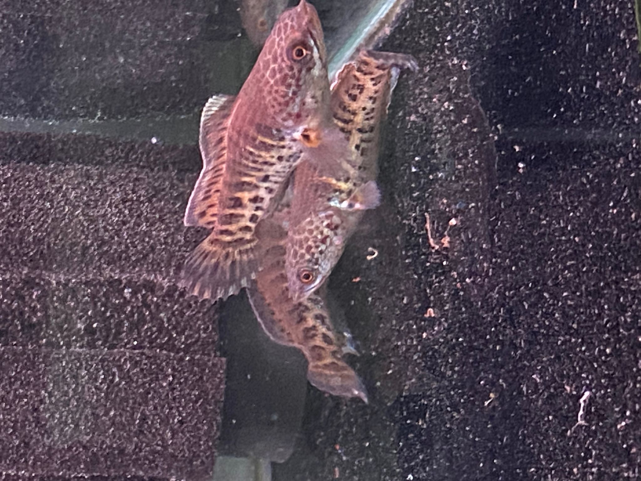 AURANTI KING SHORT BODY