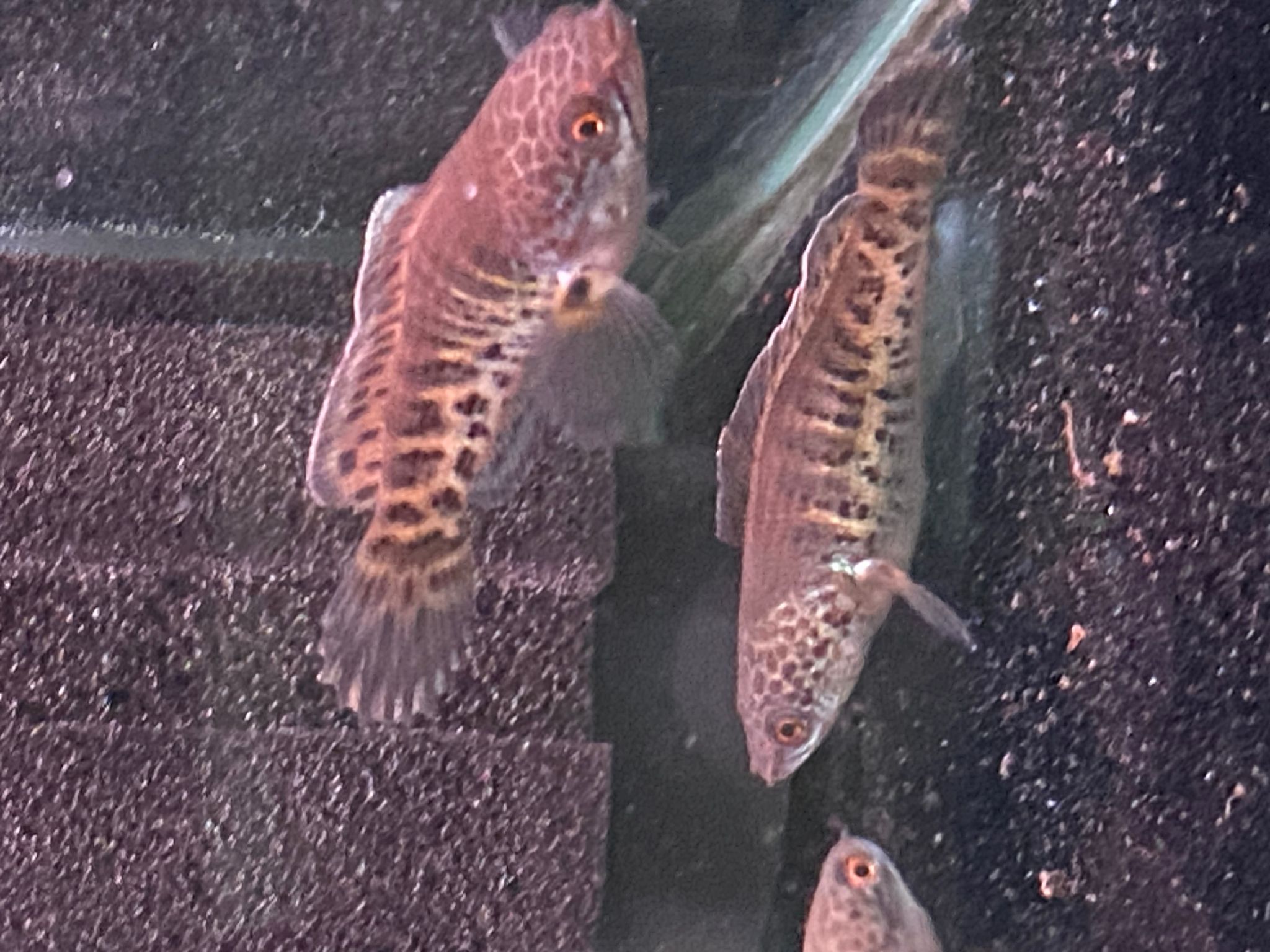 AURANTI KING SHORT BODY