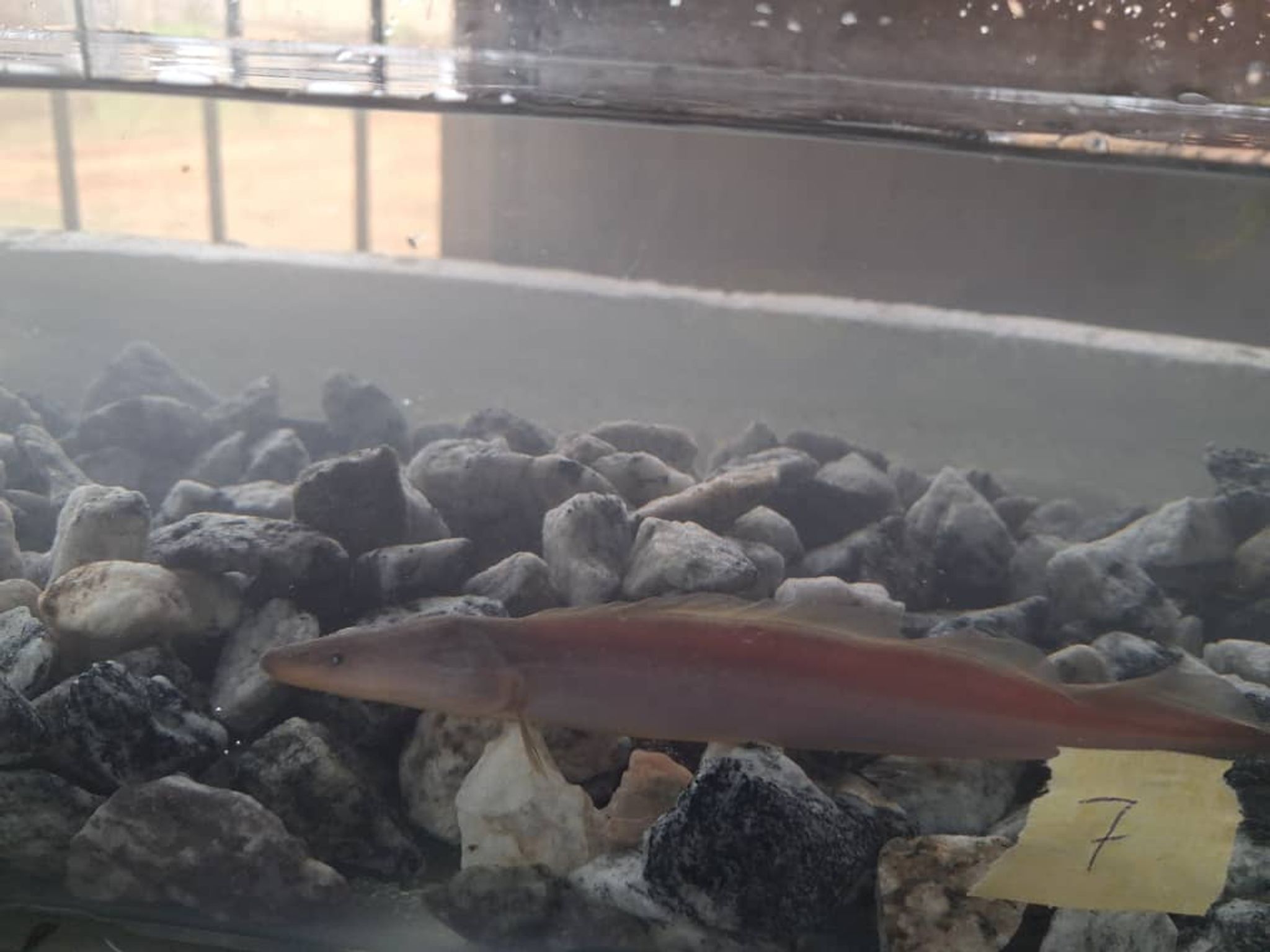 Aba Aba Adult (Gymnarchus niloticus)