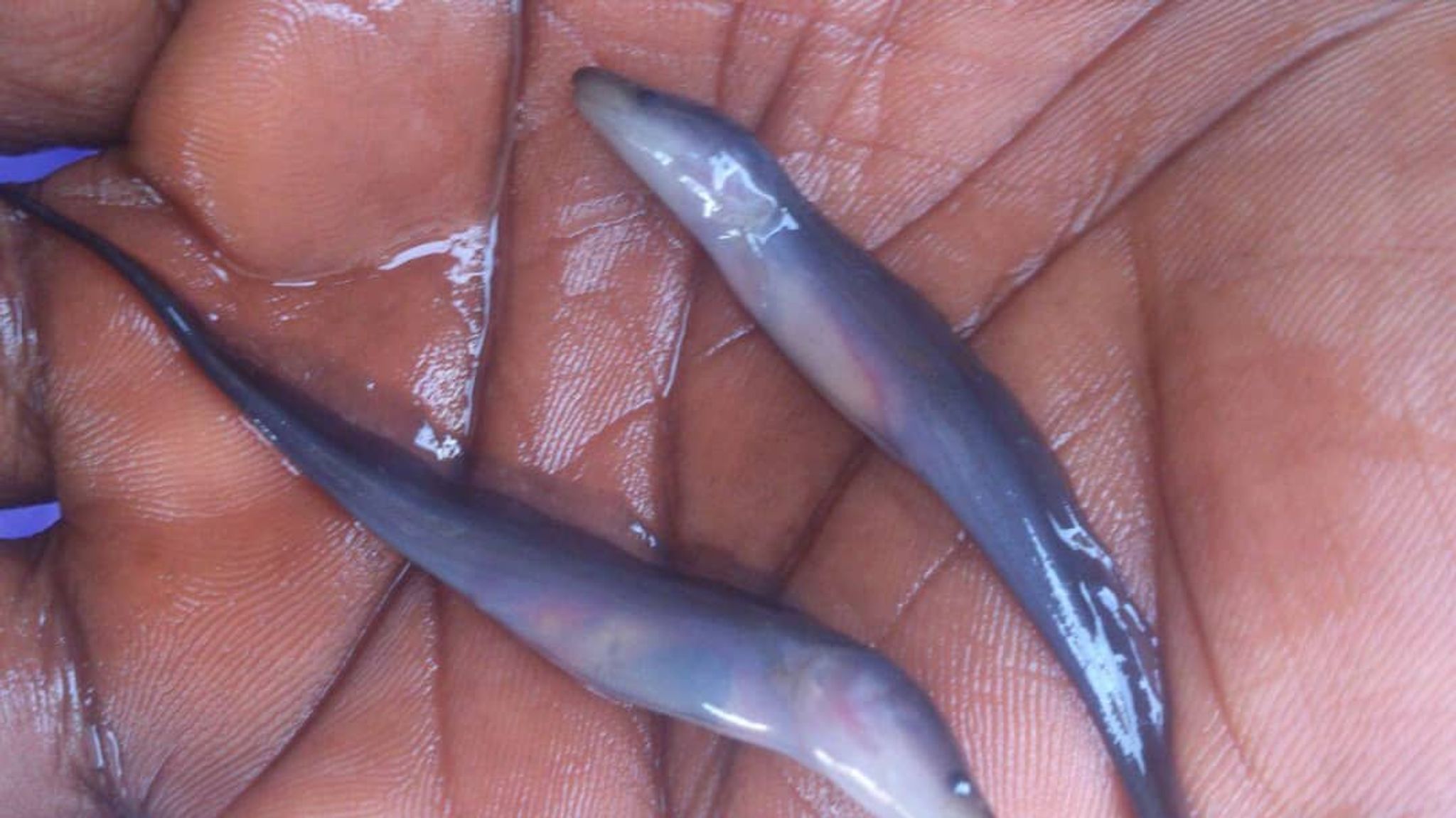 Aba aba baby (Gymnarchus niloticus)