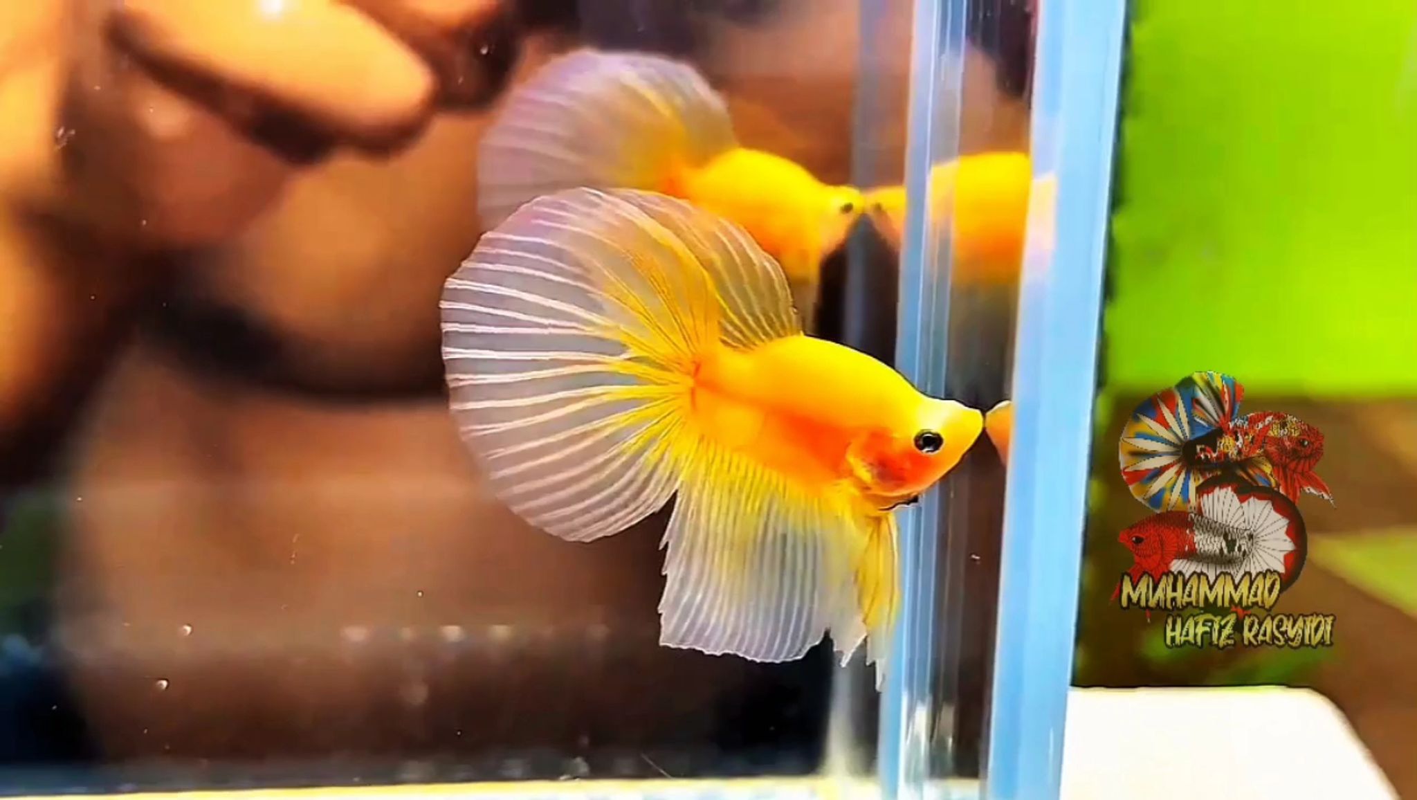 Abnormal / Bonsai halfmoon yellow