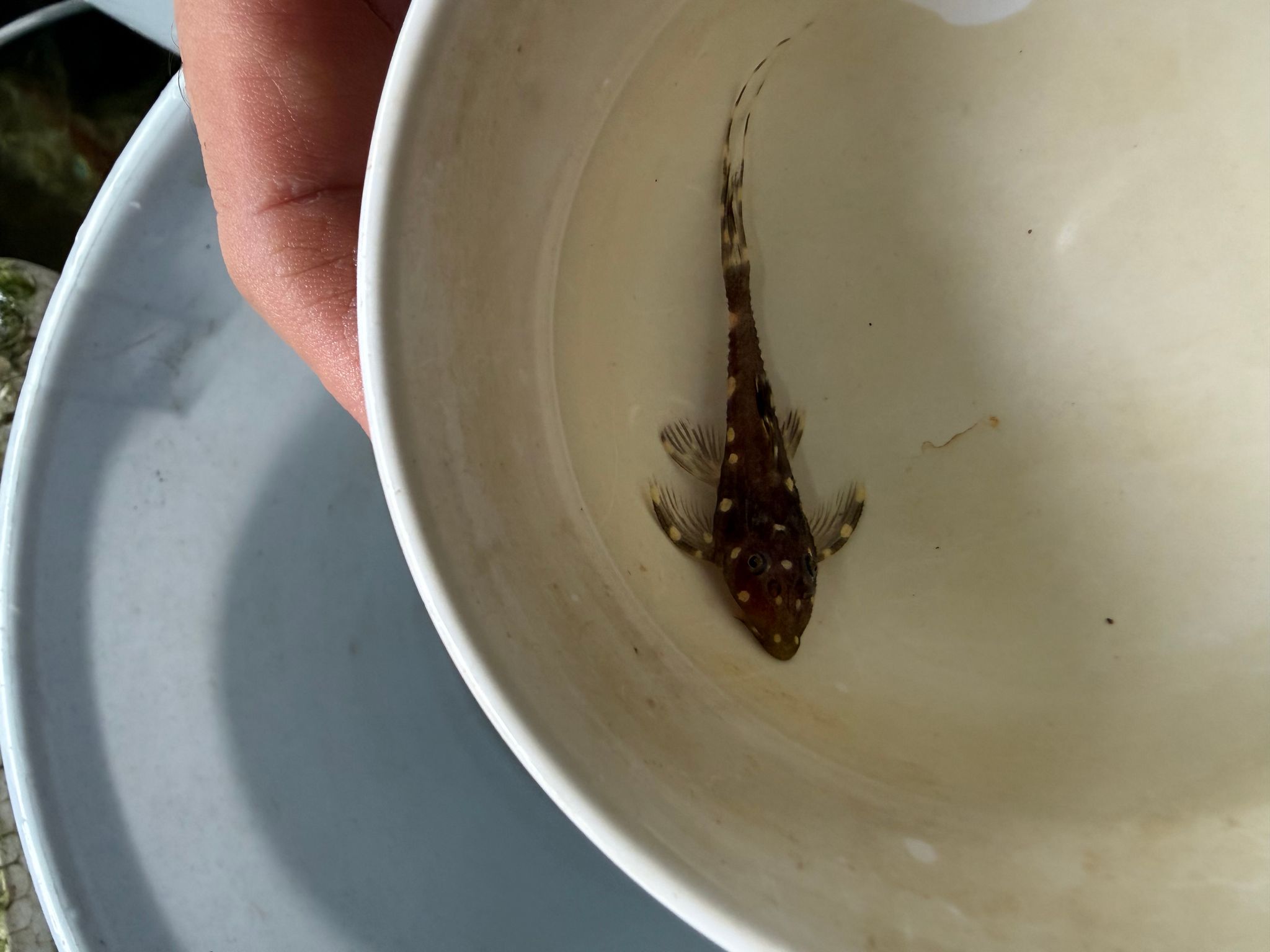Acanthicus Adonis 5cm
