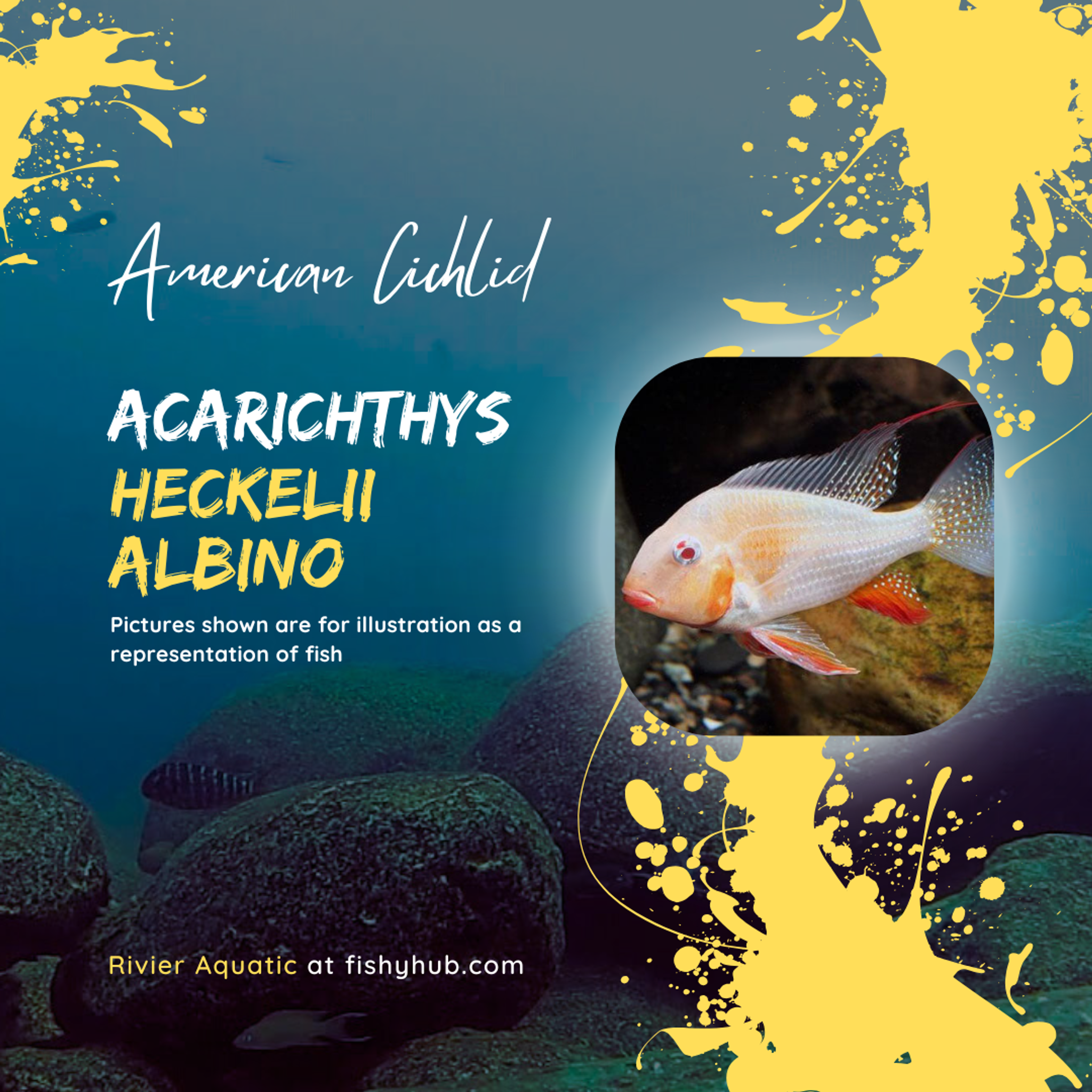 Threadfin Acara Albino (Acarichthys Heckelii Albino)