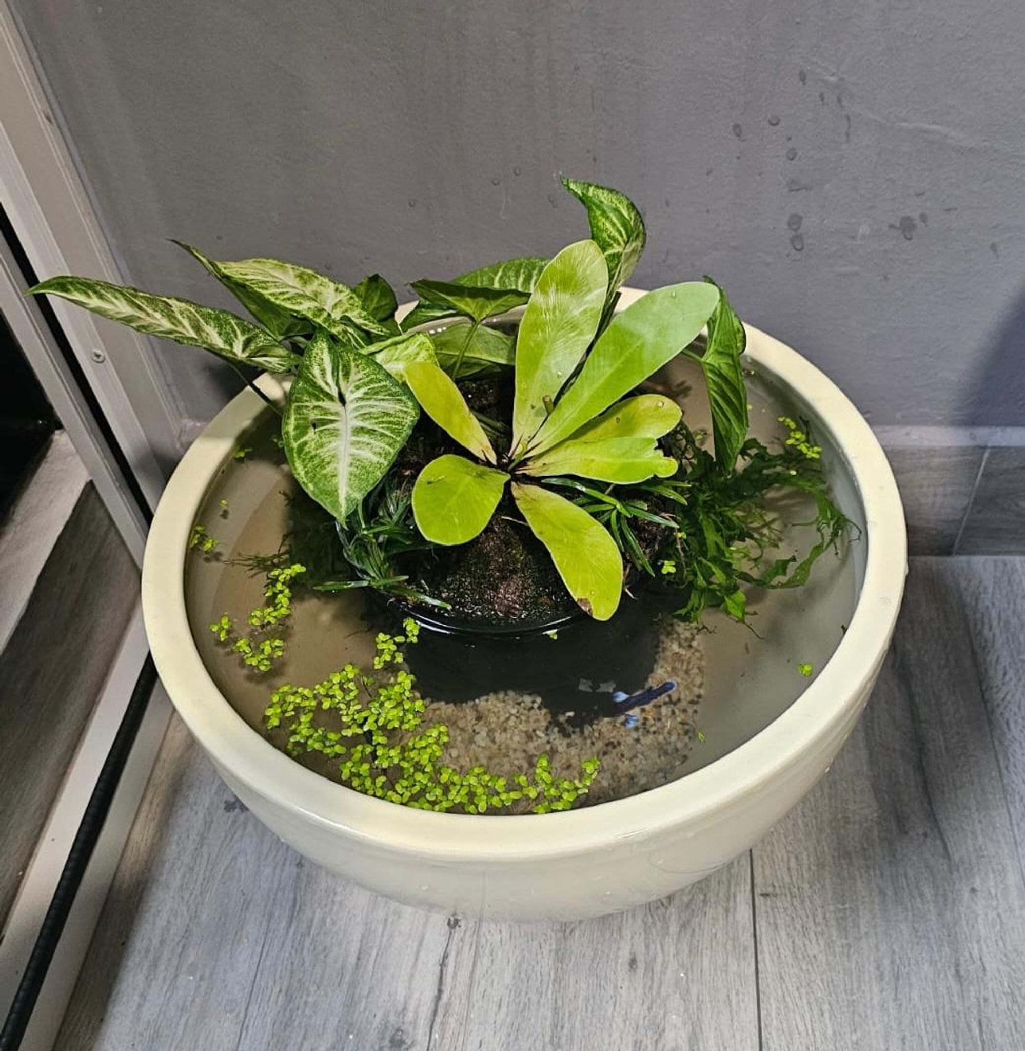 Adventure Pack - Garden Jar Pond Set