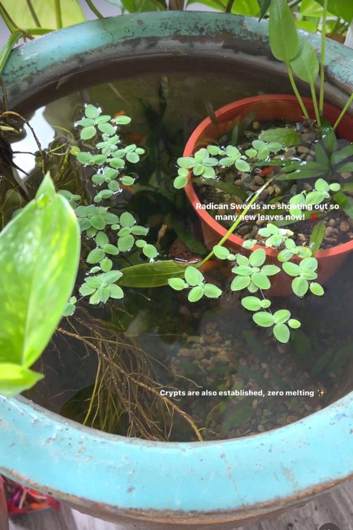 Adventure Pack - Garden Jar Pond Set