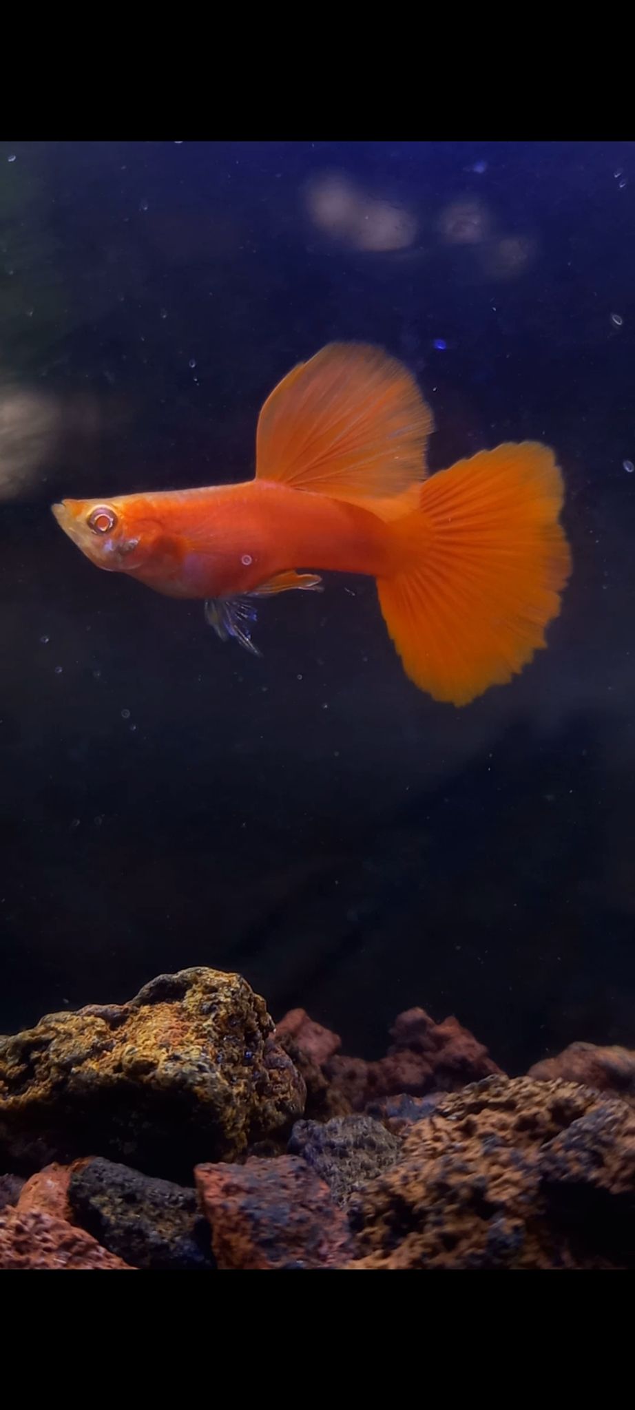 Afr Big Dorsal