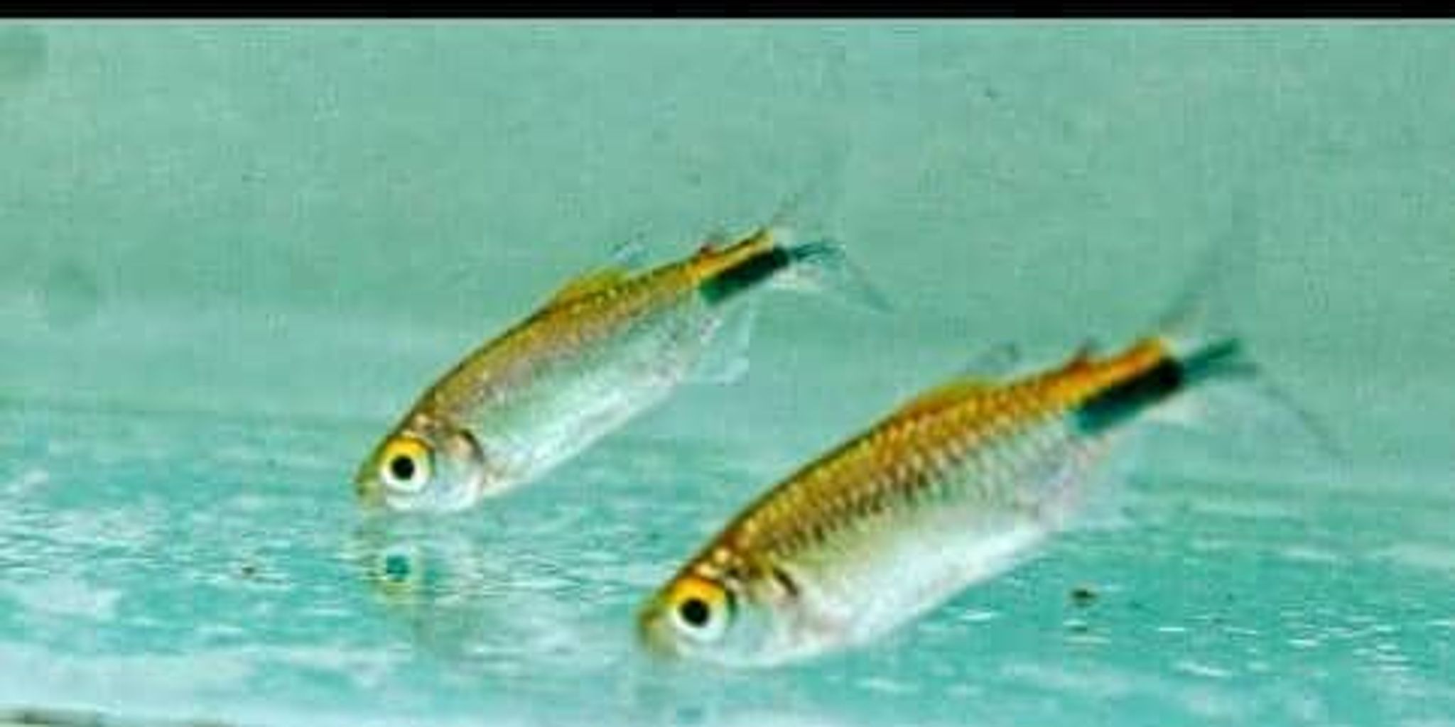 African Alestes tetra (Brycinus longipinnis)