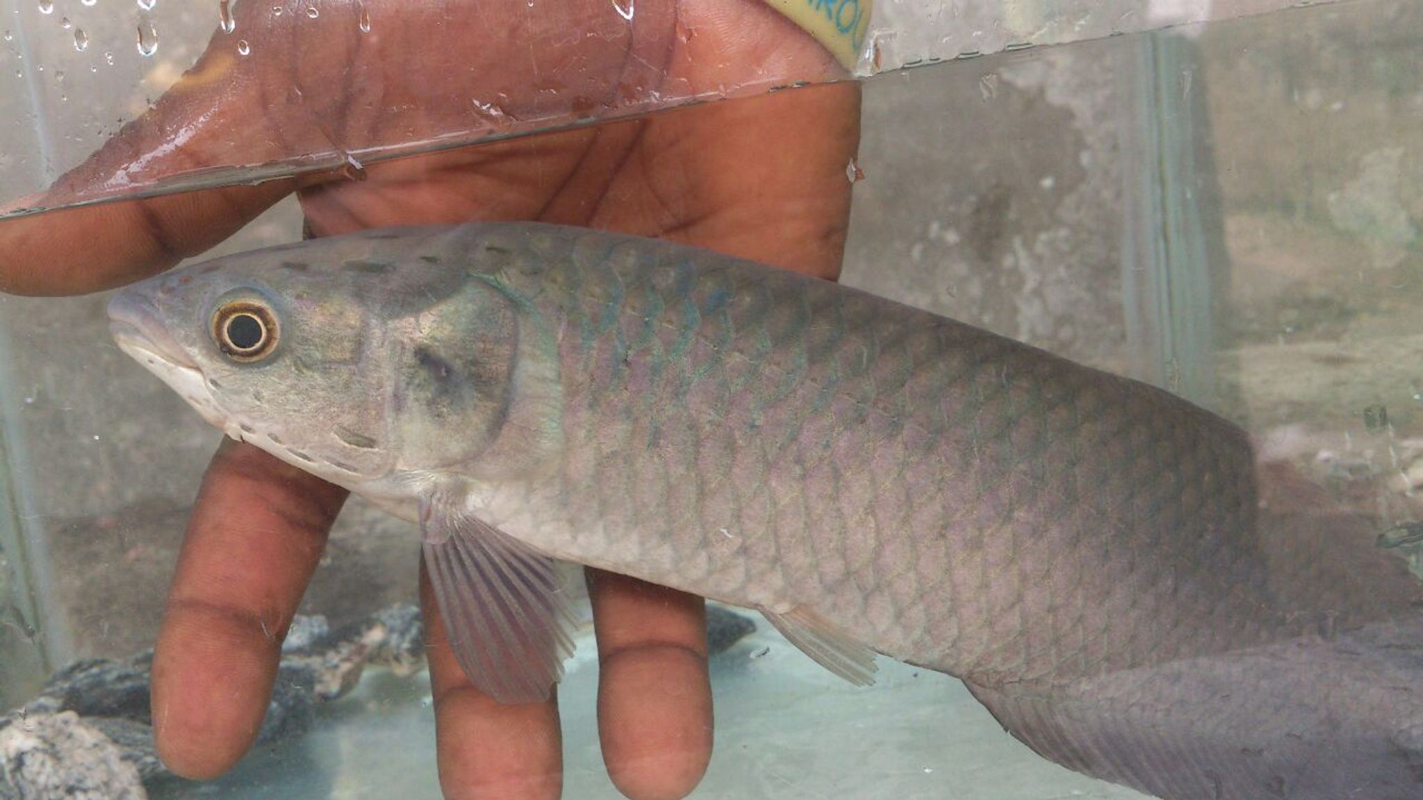 African Arowana (Heterotis niloticus)