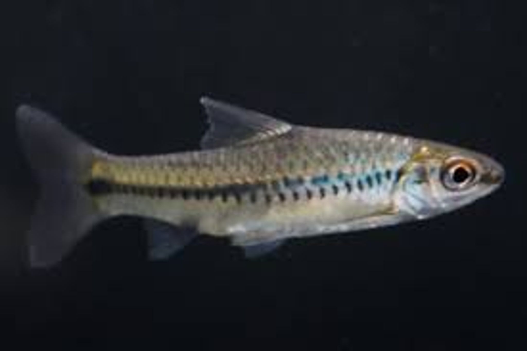 African Barb (Enteromius)