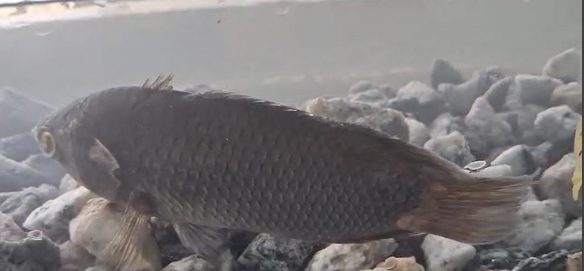 African Bush Fish (Ctenopomasp.)