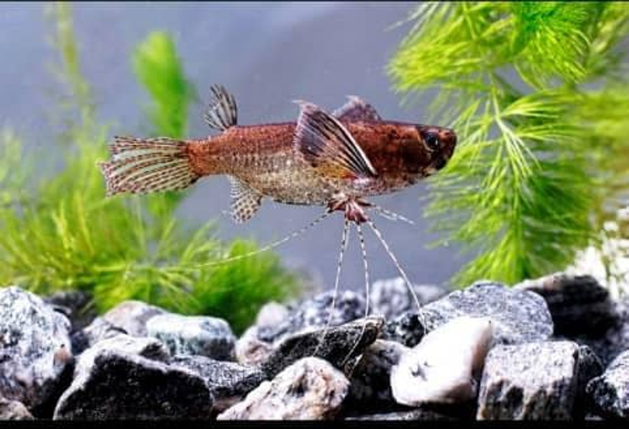 African Butterfly fish (Buchholzi pantodon)