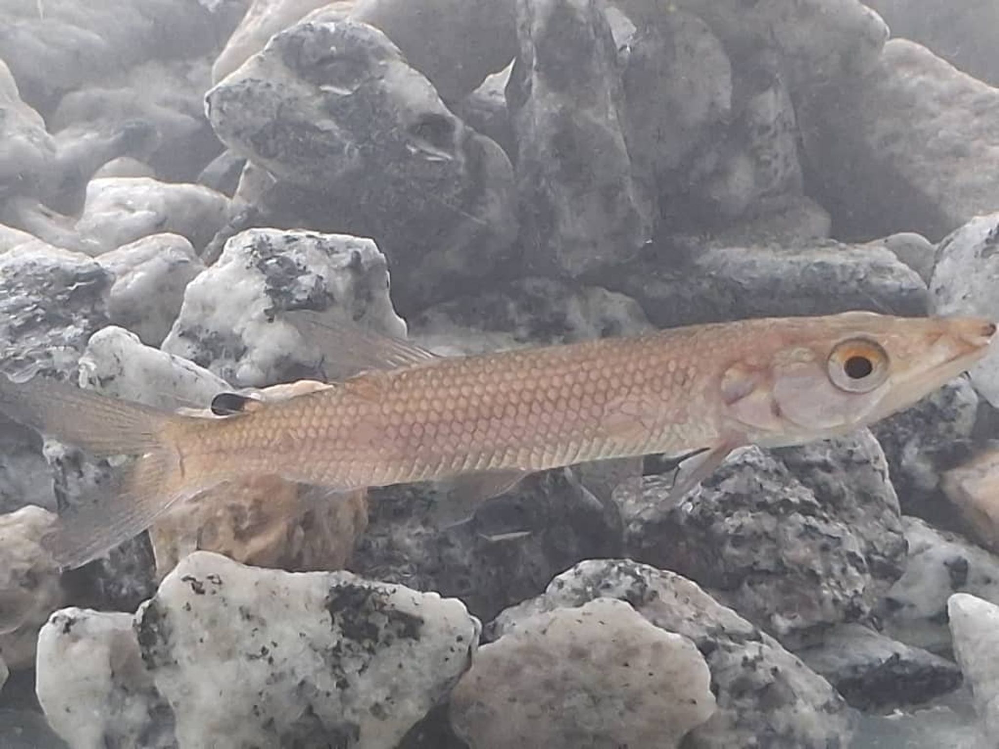 African Pike Fish (Hepsetus odoe)