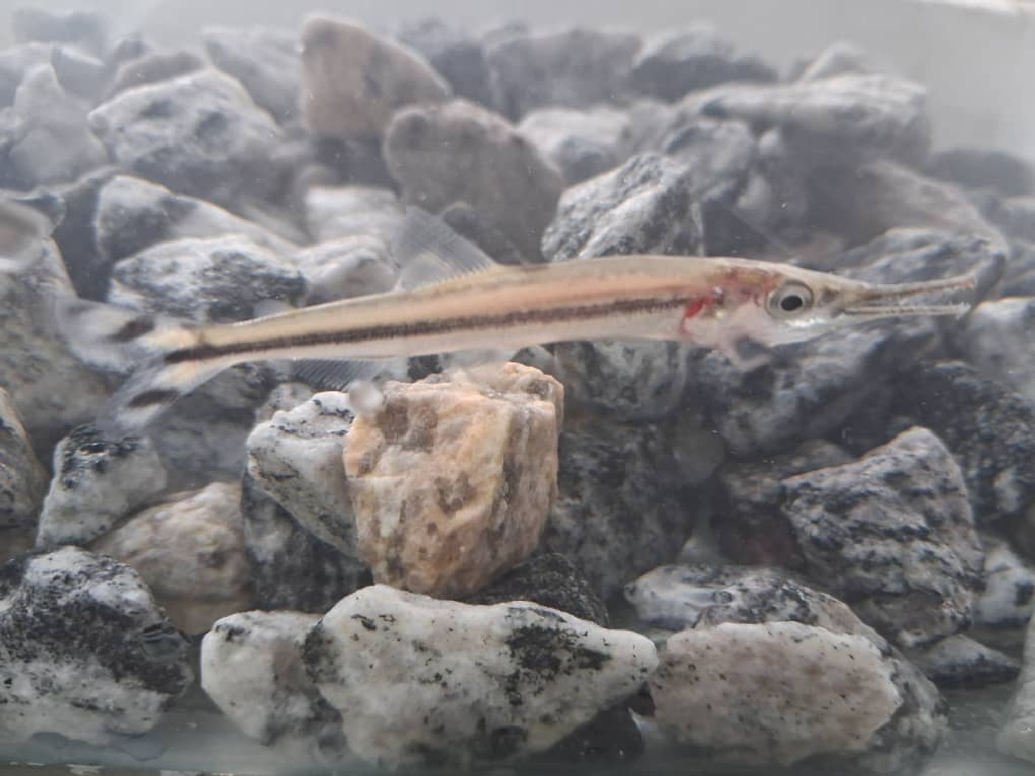African Pike-Characin (Phago maculatus)