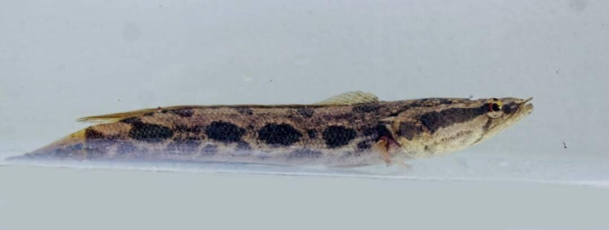 African mud fish (Channa obscura)