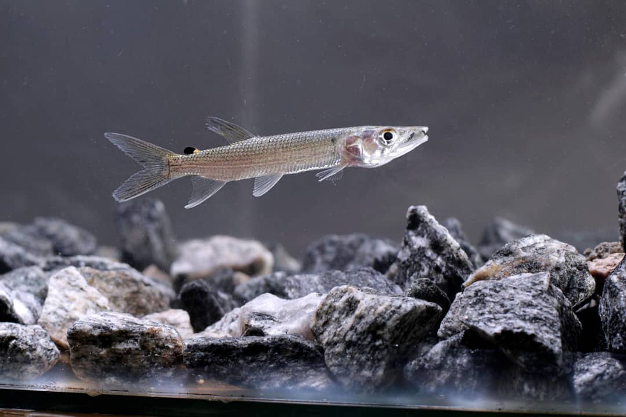 African yellow-tail tiger fish (Hydrocynus vittatus)