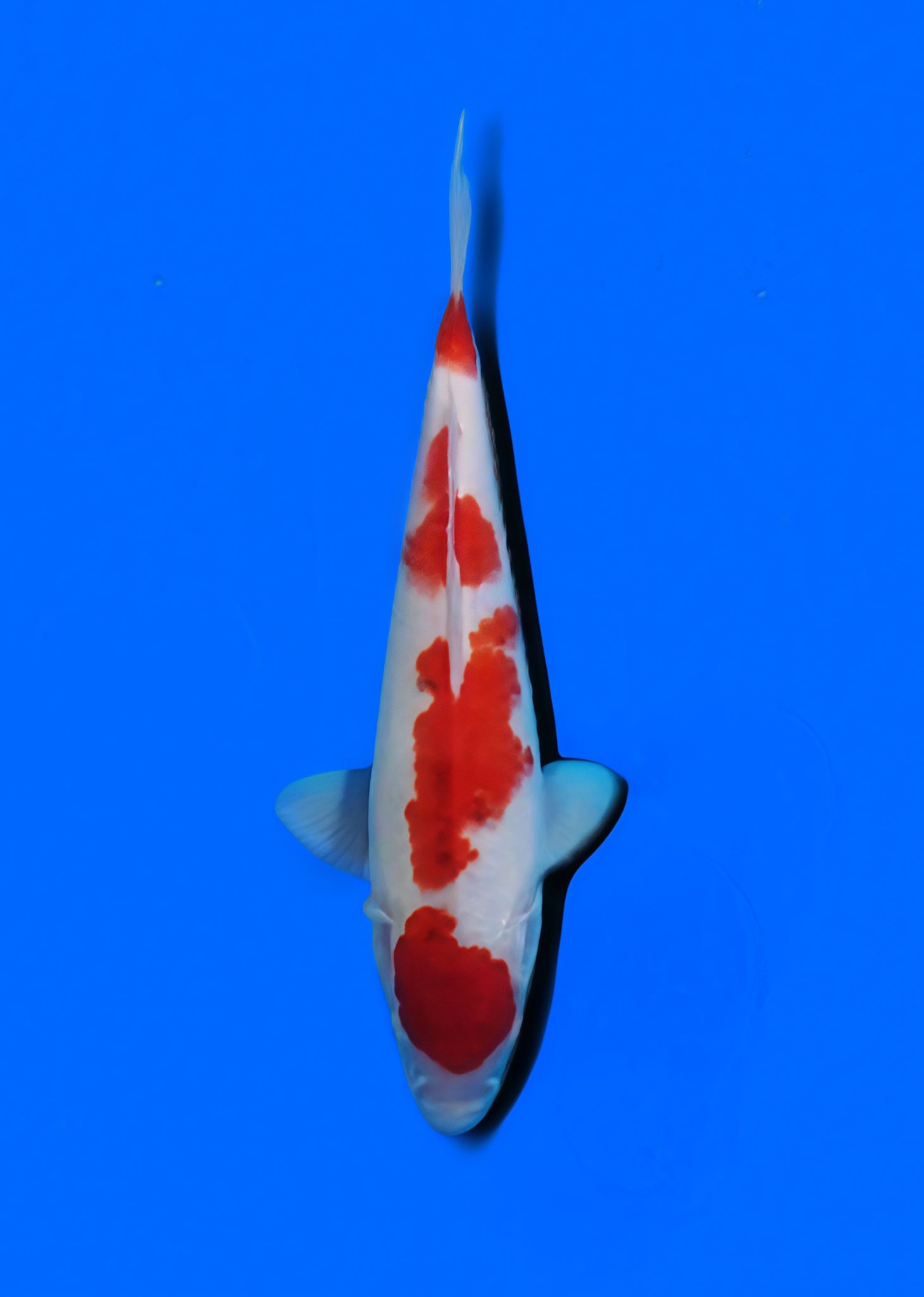 Aigoromo Koi
