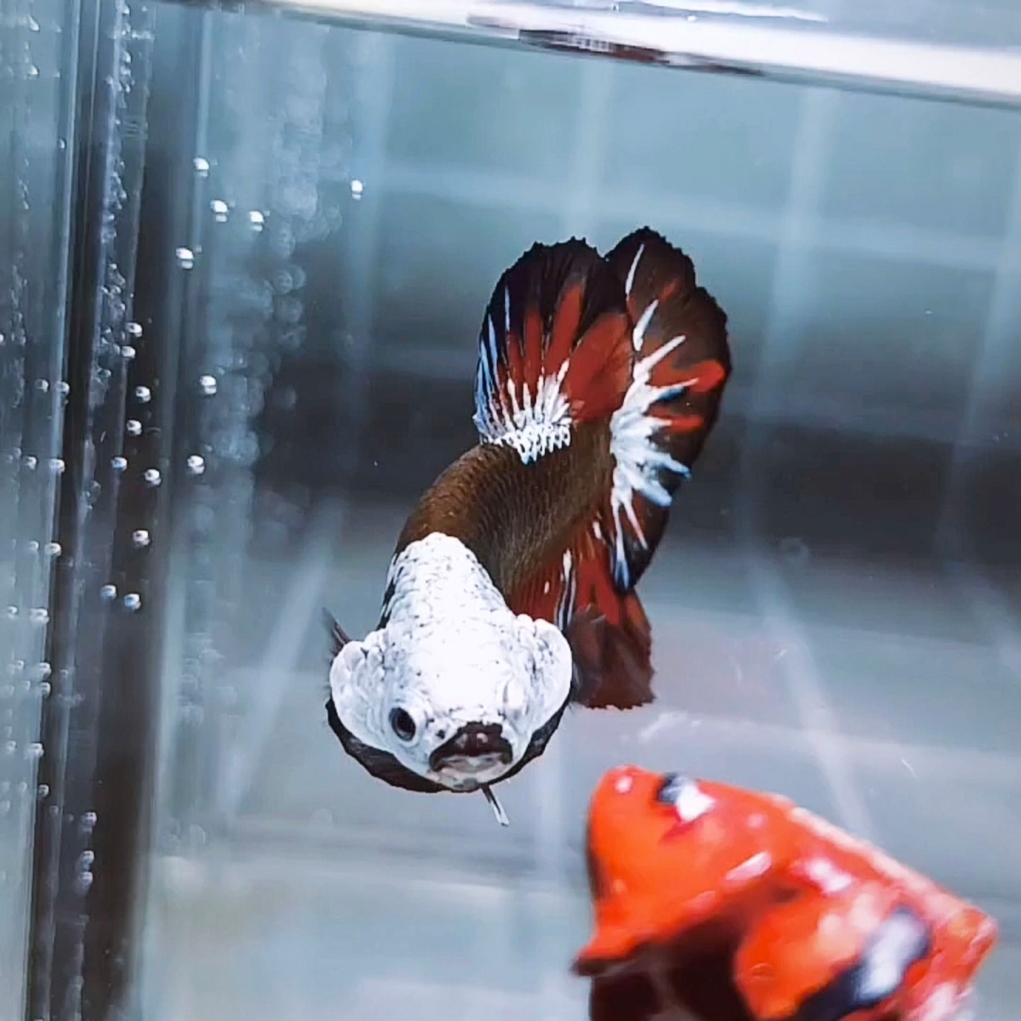 Akatsuki Samurai Helmet HMPK Betta (Male)