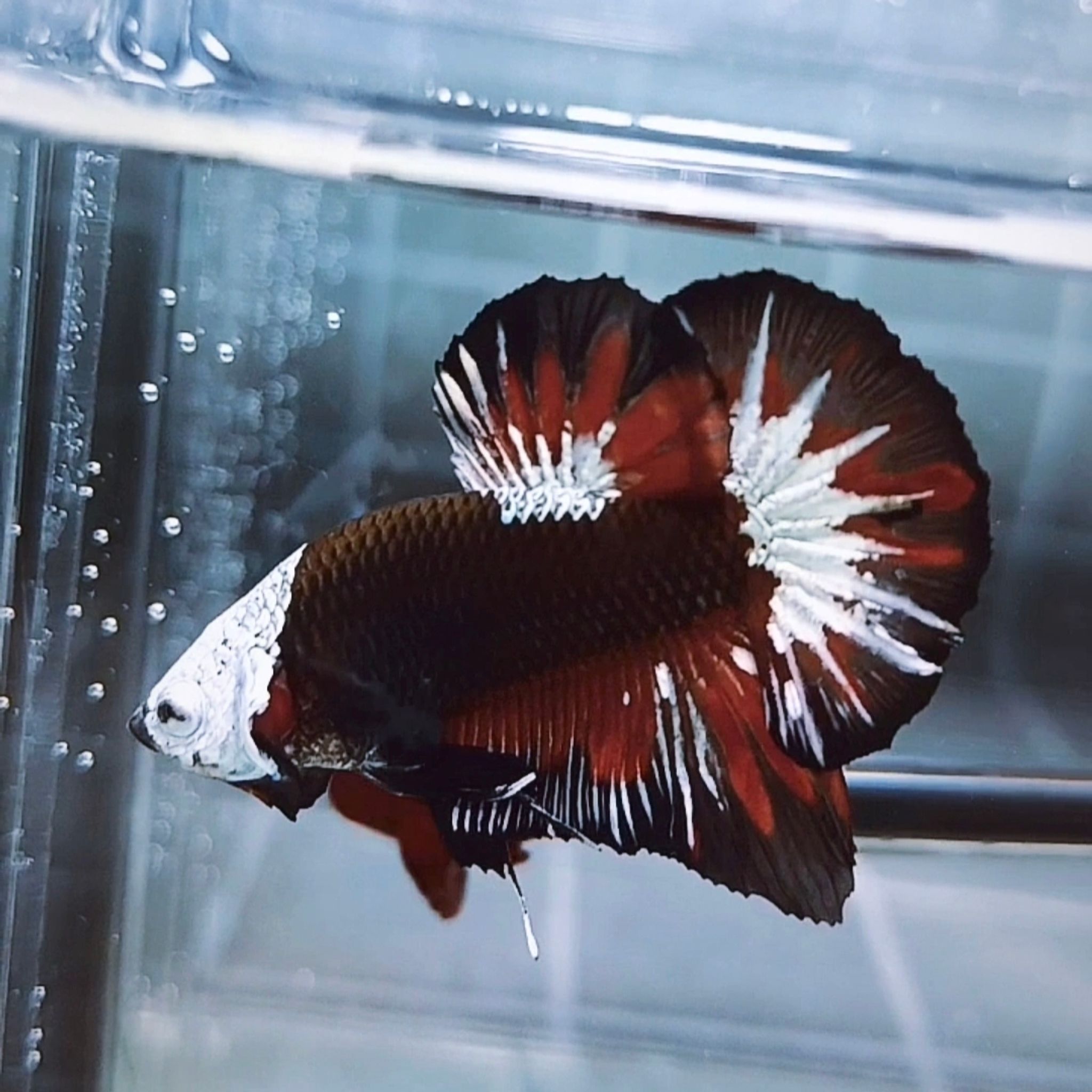Akatsuki Samurai Helmet HMPK Betta (Male)
