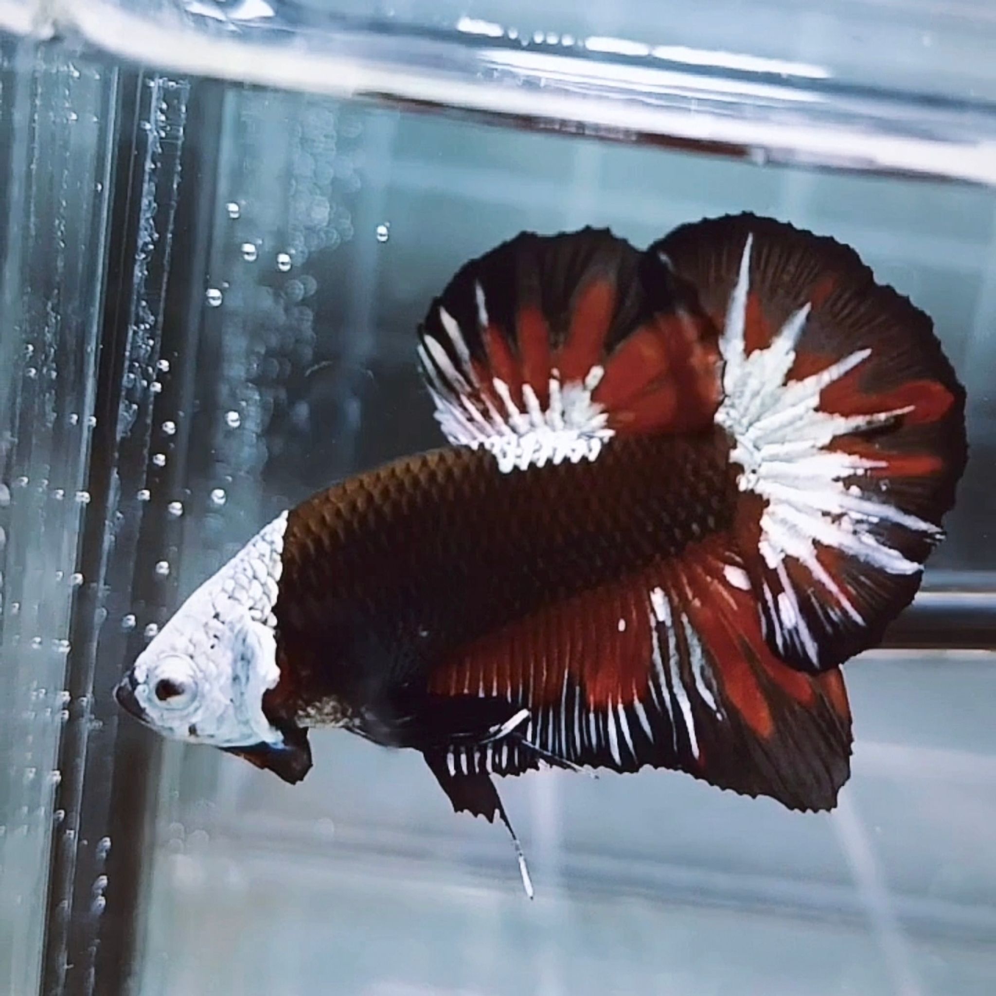 Akatsuki Samurai Helmet HMPK Betta (Male)