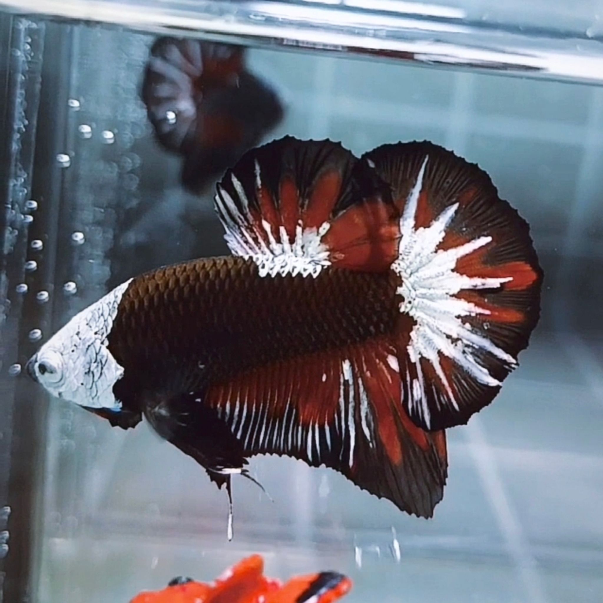 Akatsuki Samurai Helmet HMPK Betta (Male)