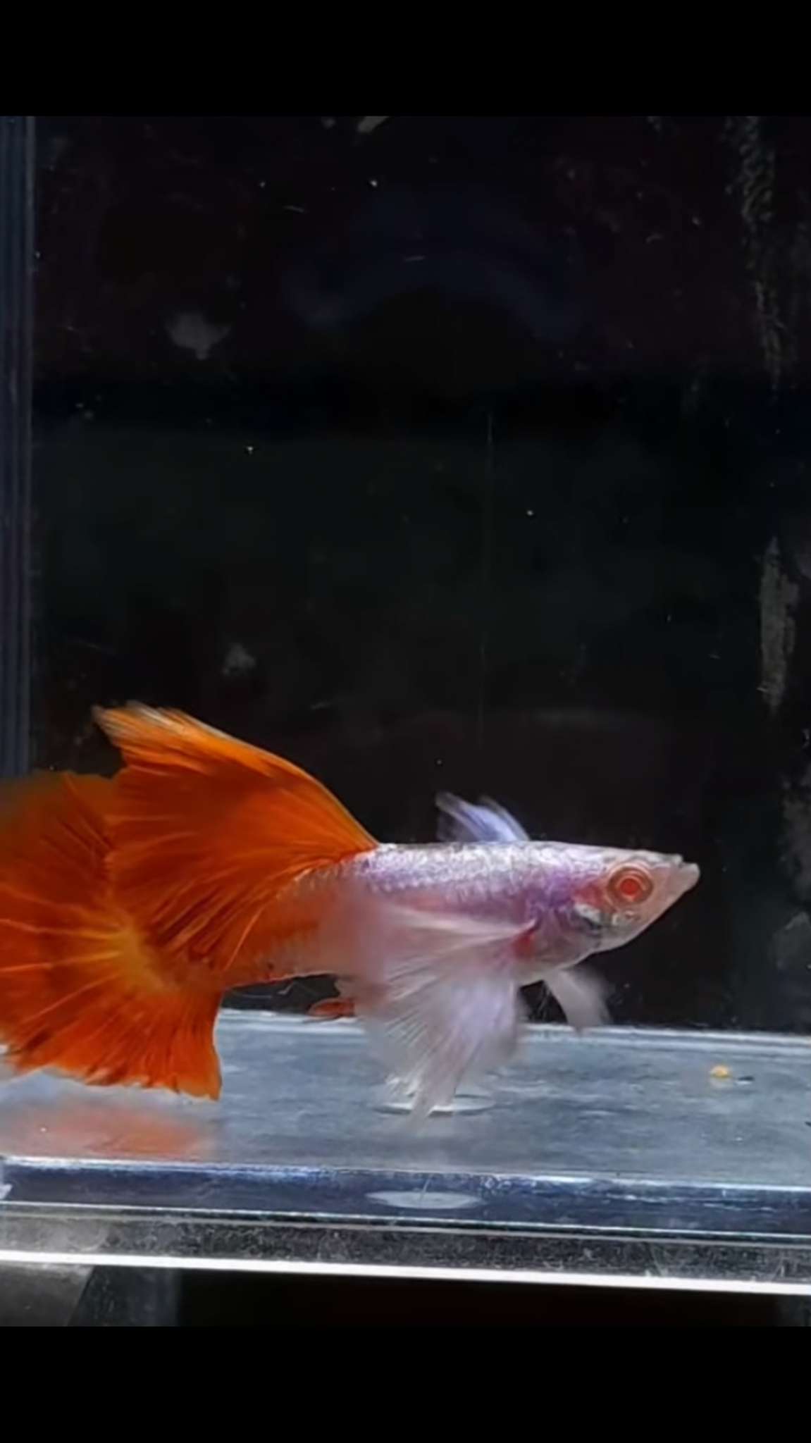 Alb Hb red dumbo ear