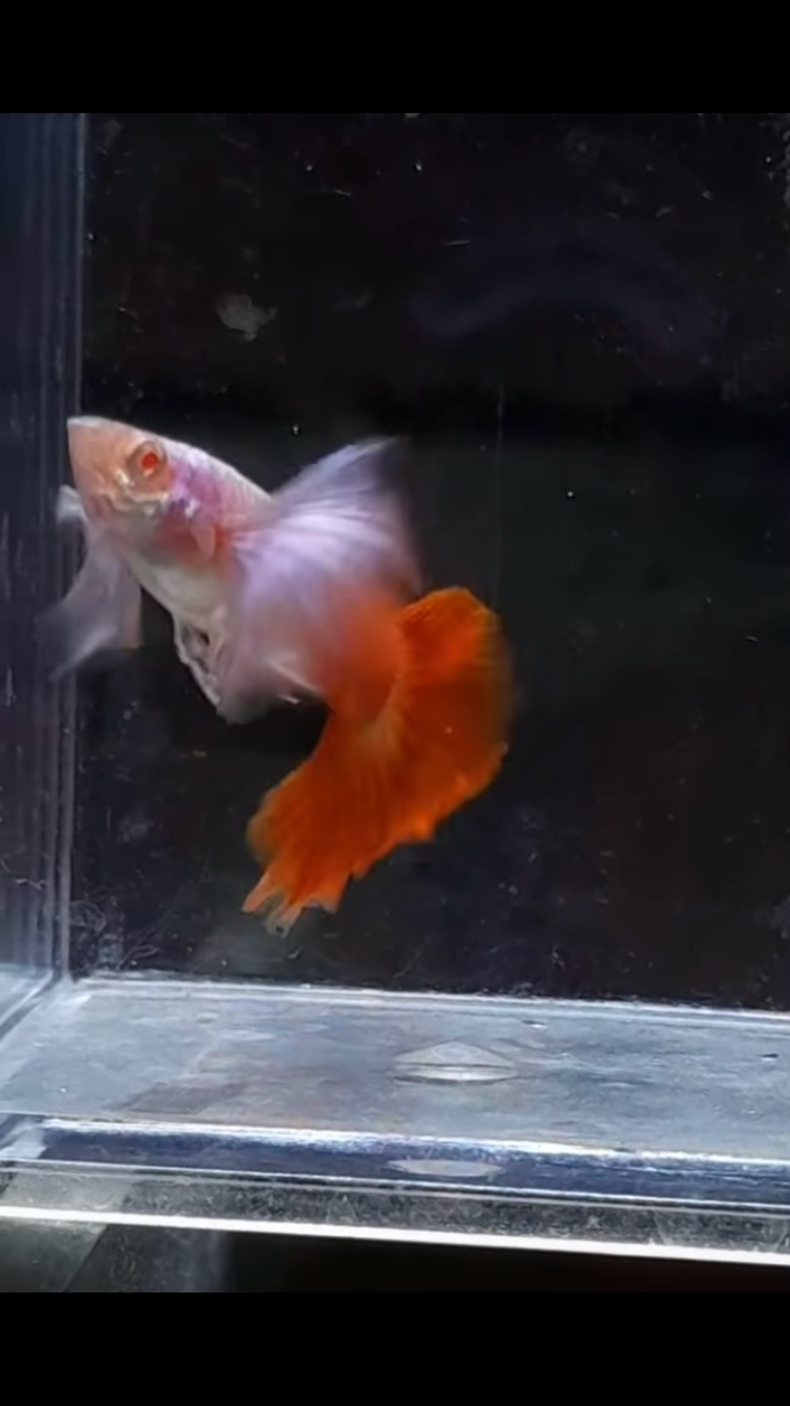 Alb Hb red dumbo ear