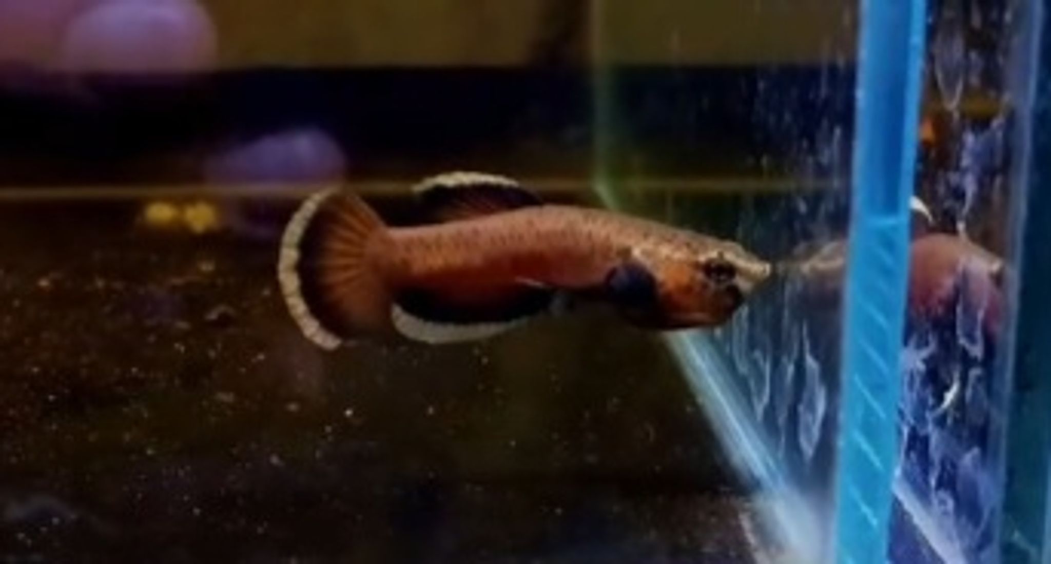 Albimarginata